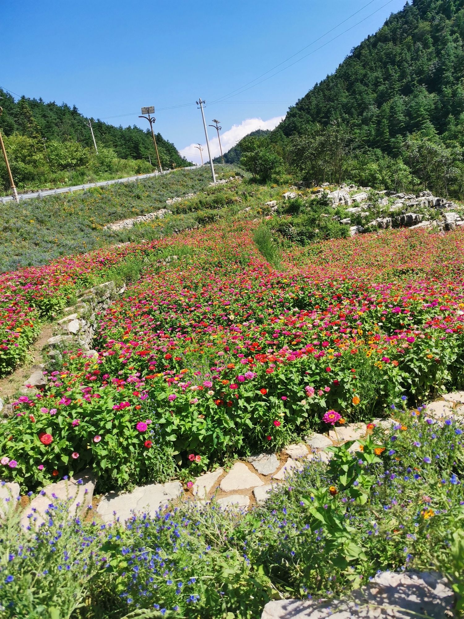 卧云花谷旅行图片 1