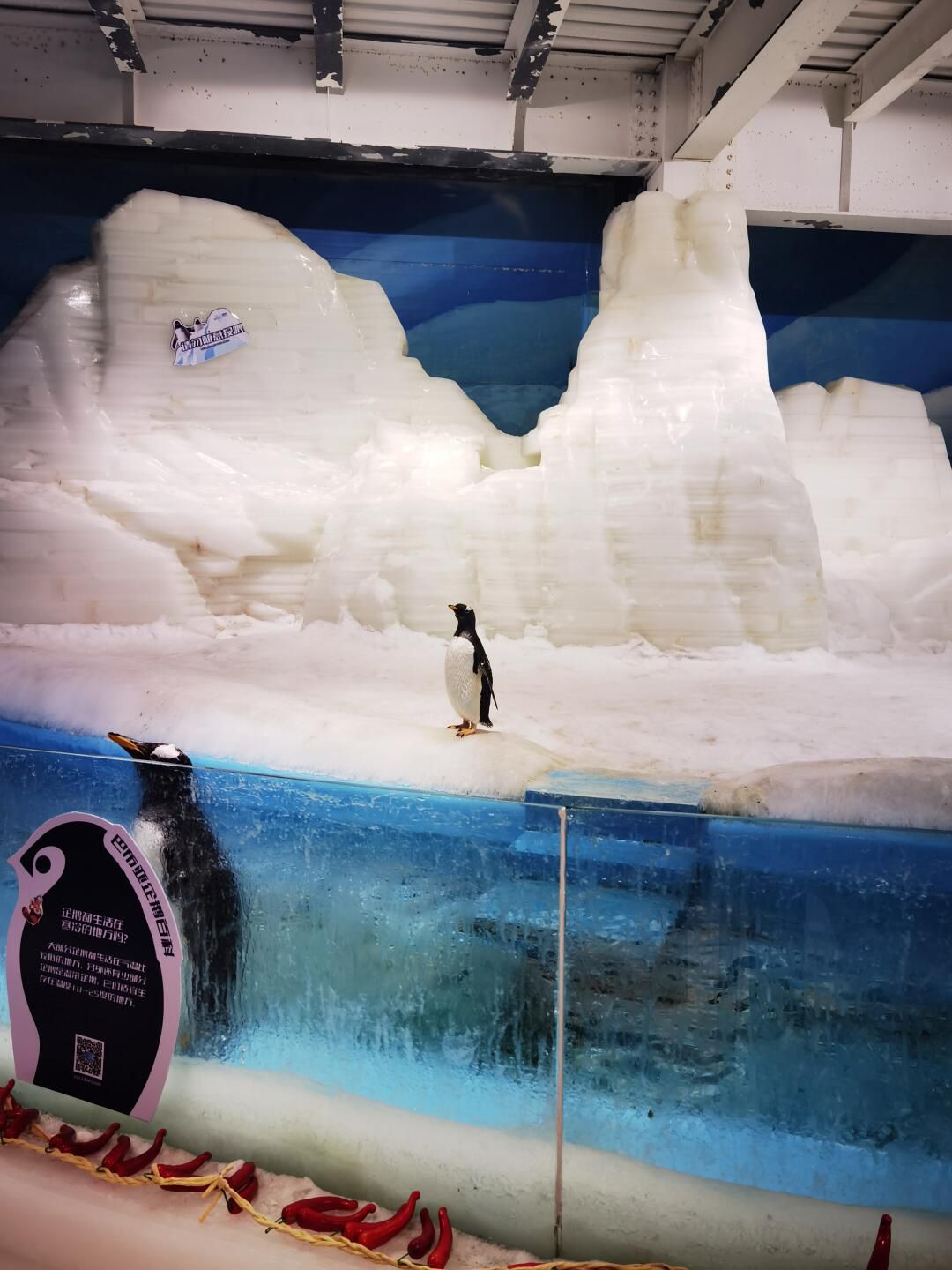 森迪冰雪海洋乐园旅行图片 3