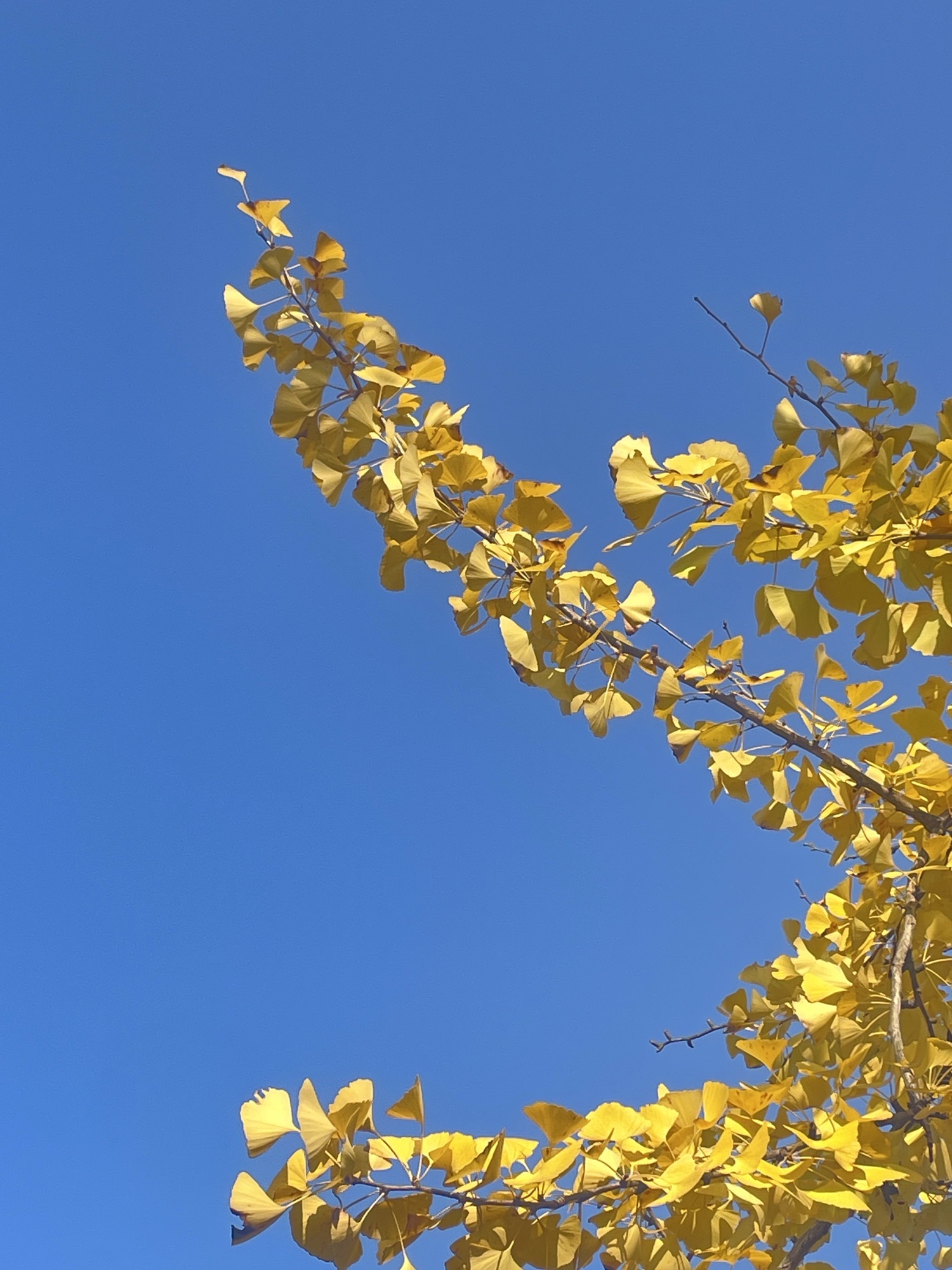 江北嘴江滩公园旅行图片 2