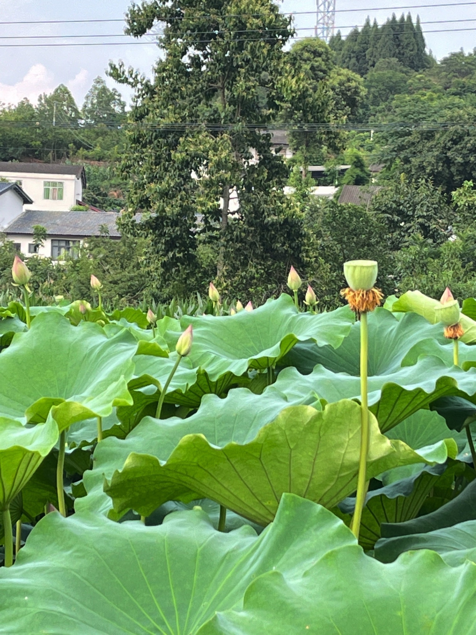 湖光山色稻渔亲水湿地农业主题公园旅行图片 2