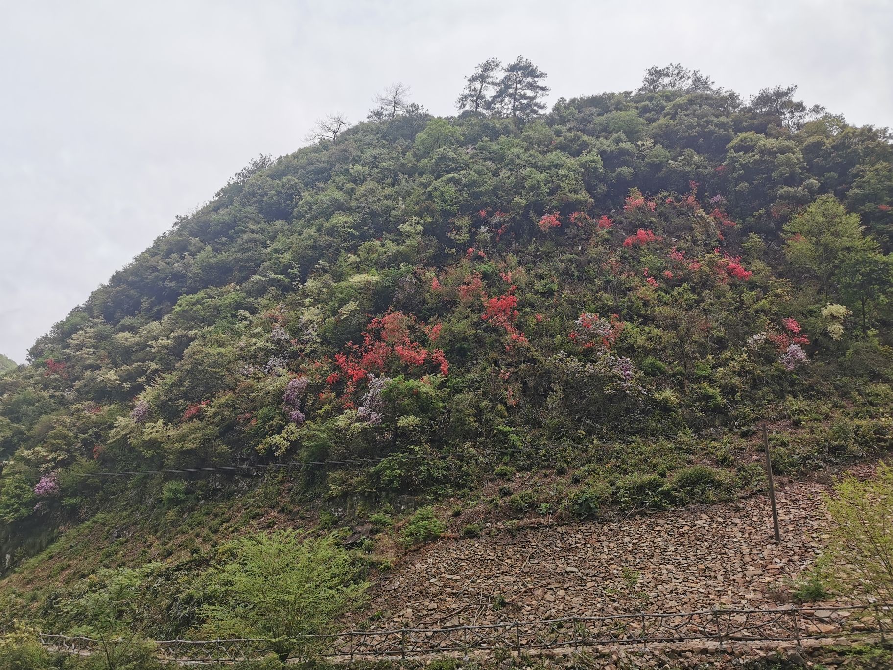 黄子山大峡谷景区旅行图片 3