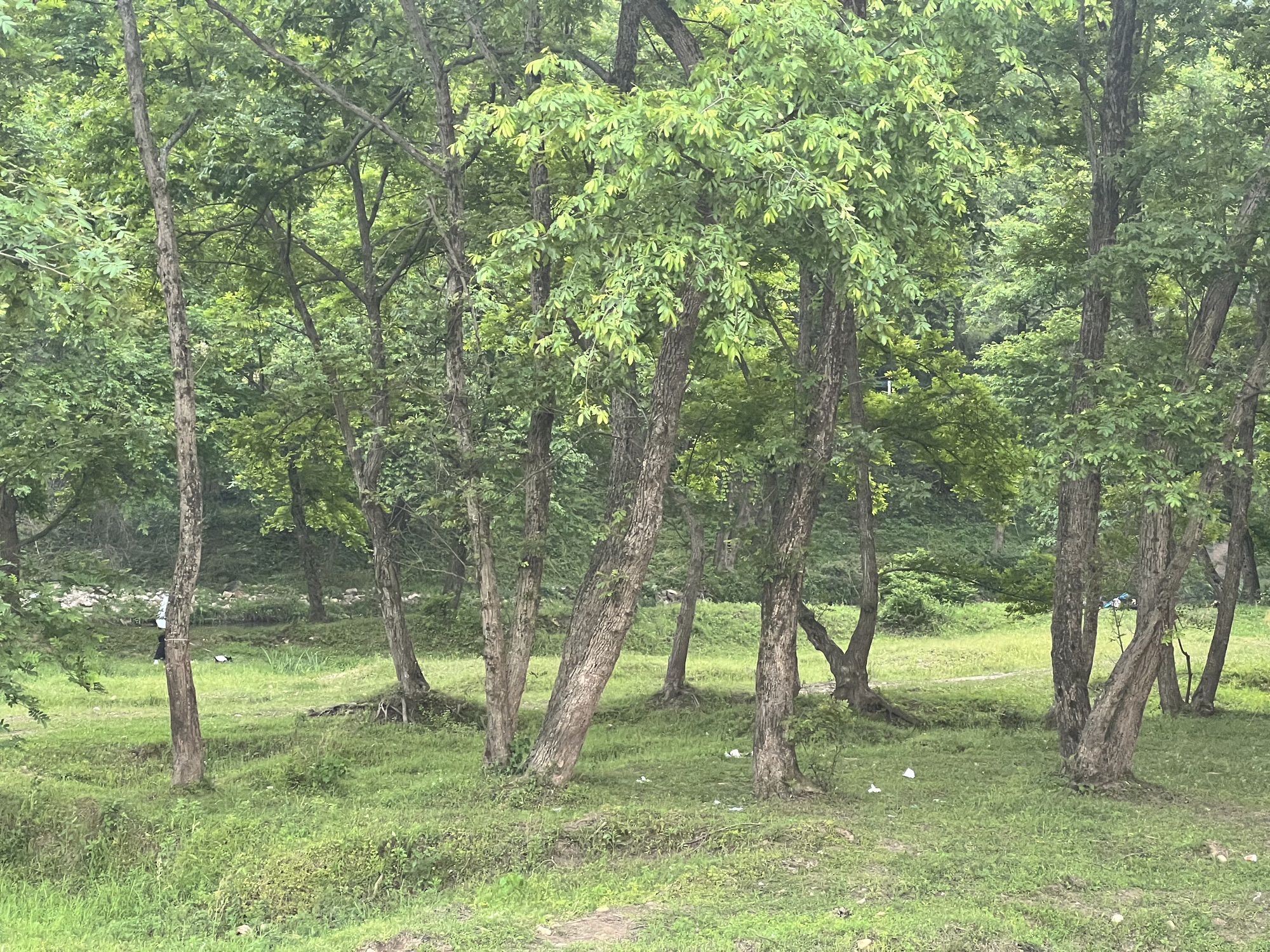 新县郭家河省级湿地公园旅行图片 2