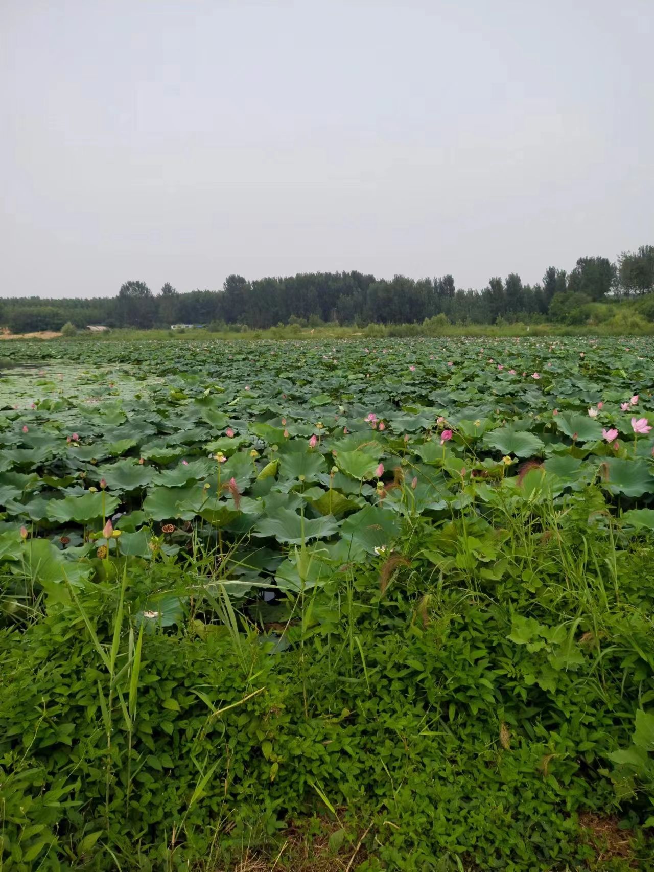 黄壁庄水库娱乐沙滩旅行图片 2