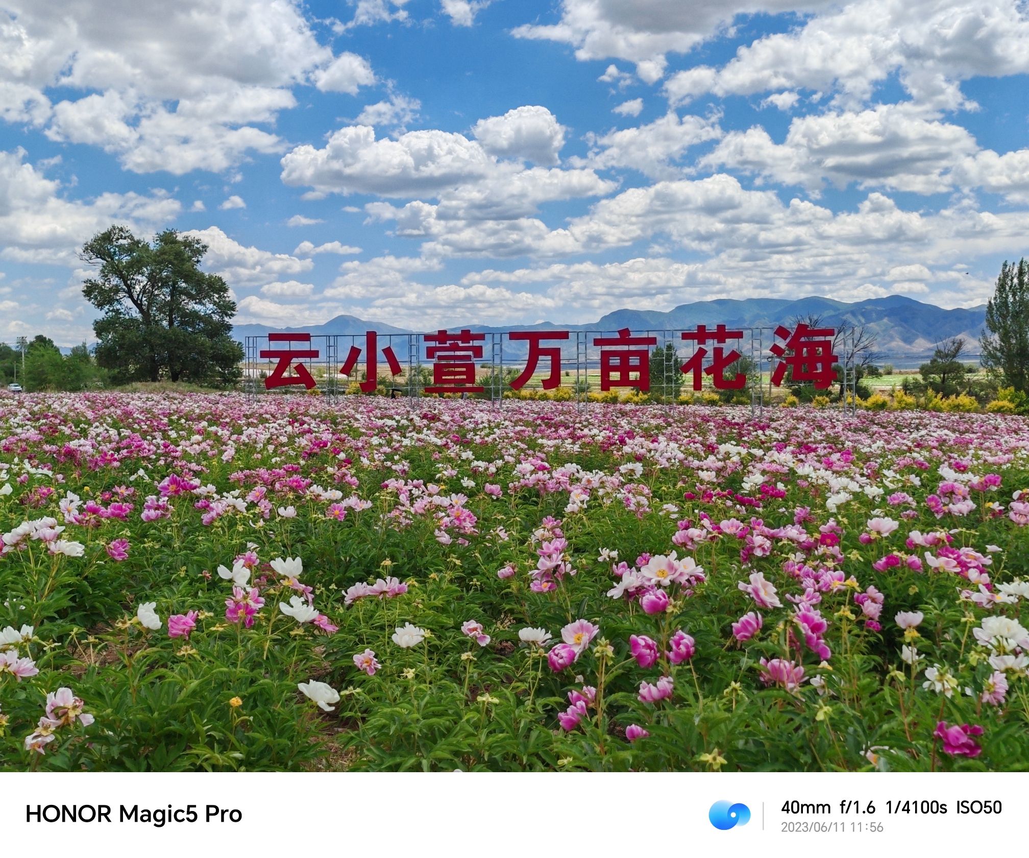 云小萱万亩花海旅行图片 1