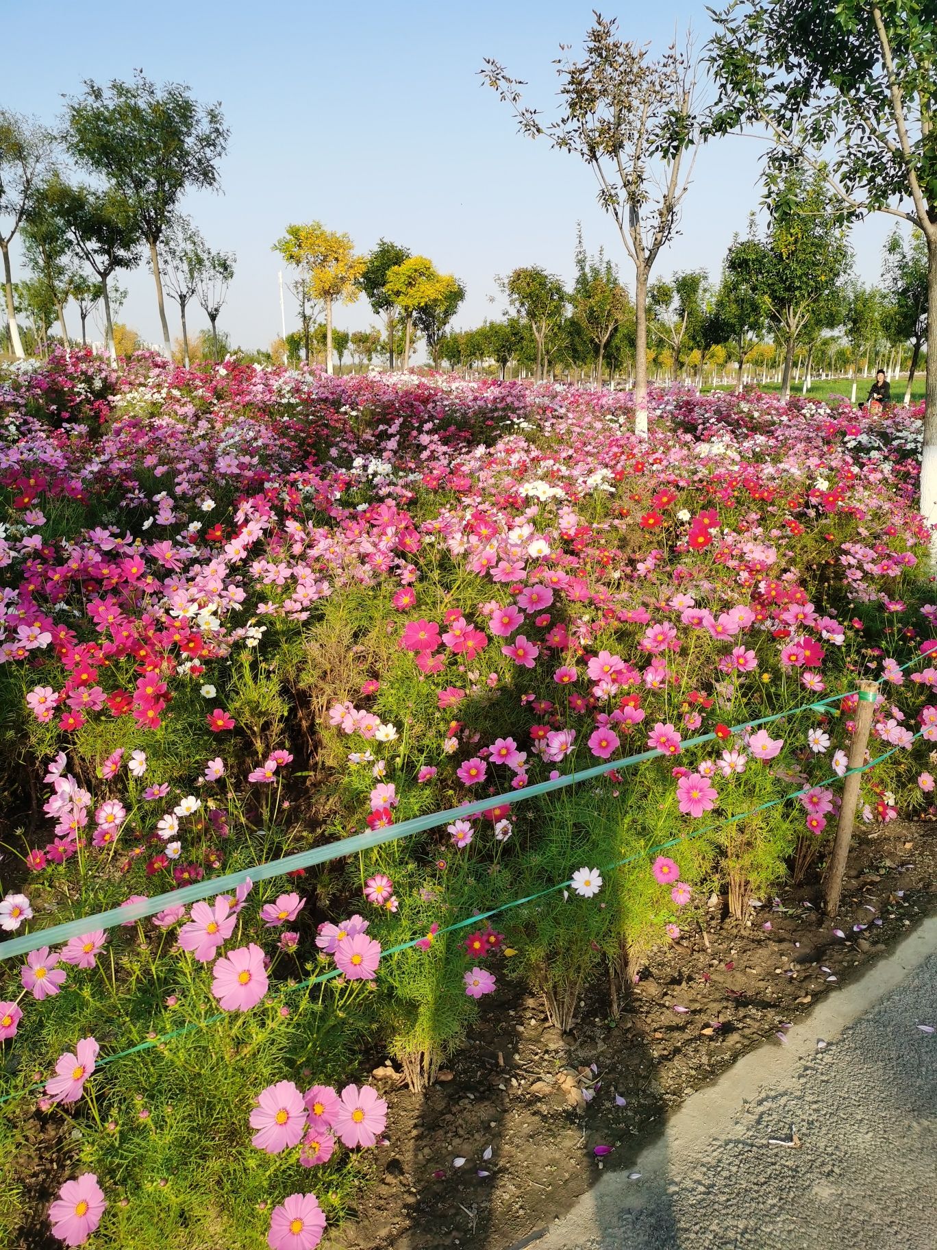 海河绿芯旅行图片 1