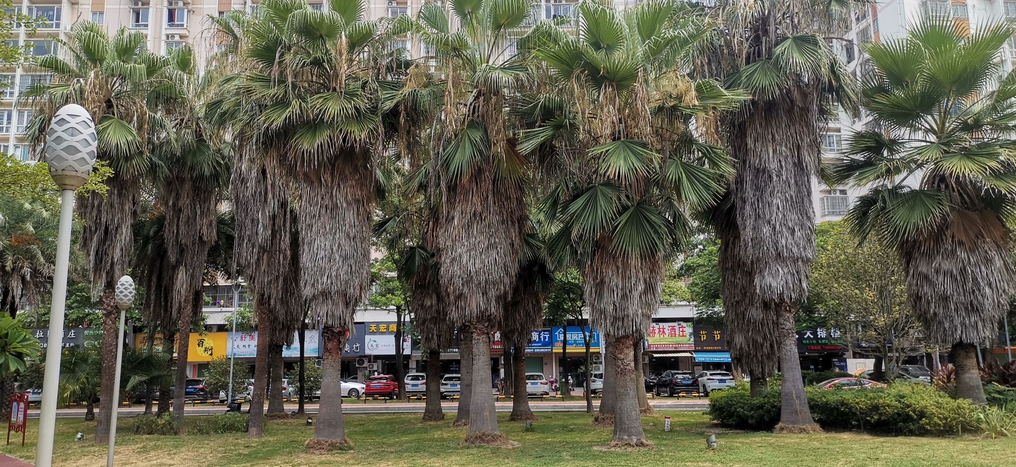 东立交桥市民公园旅行图片 1