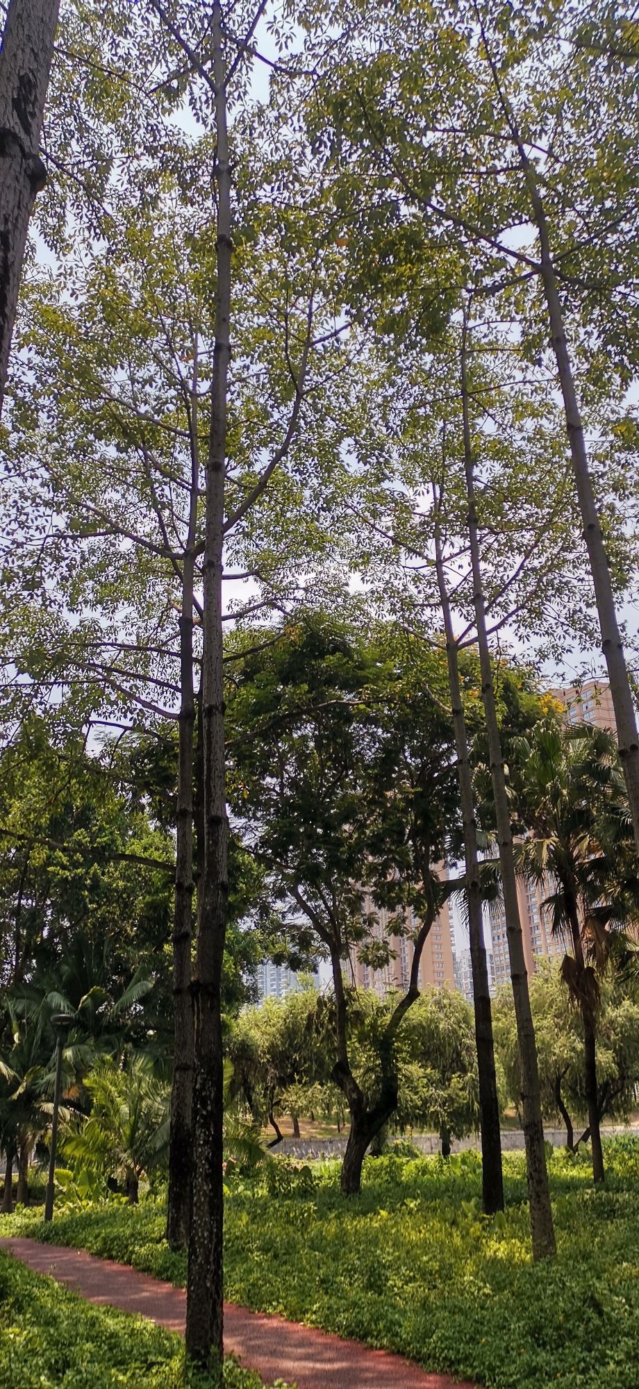 东立交桥市民公园旅行图片 3