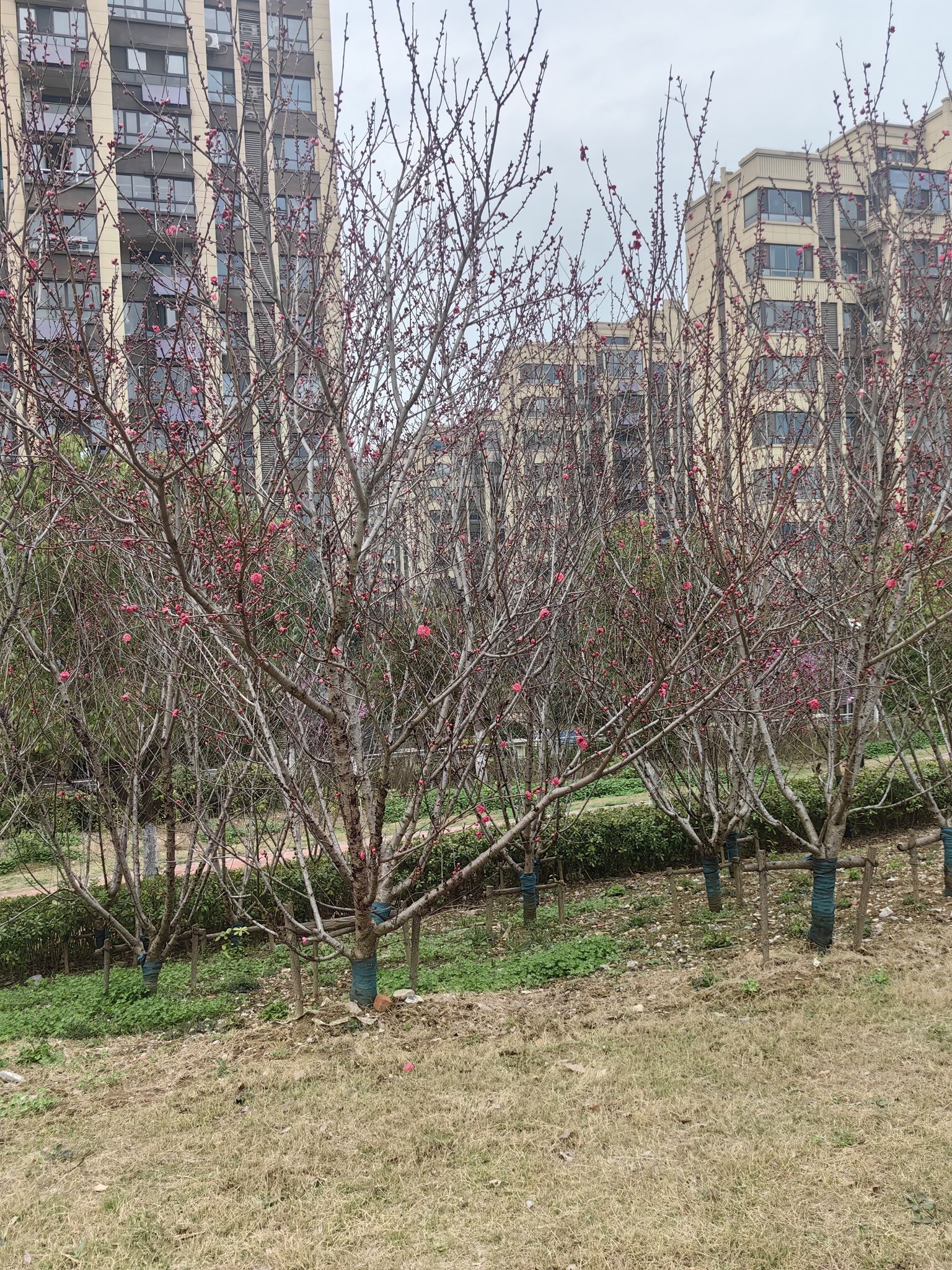 华盛公园旅行图片 2