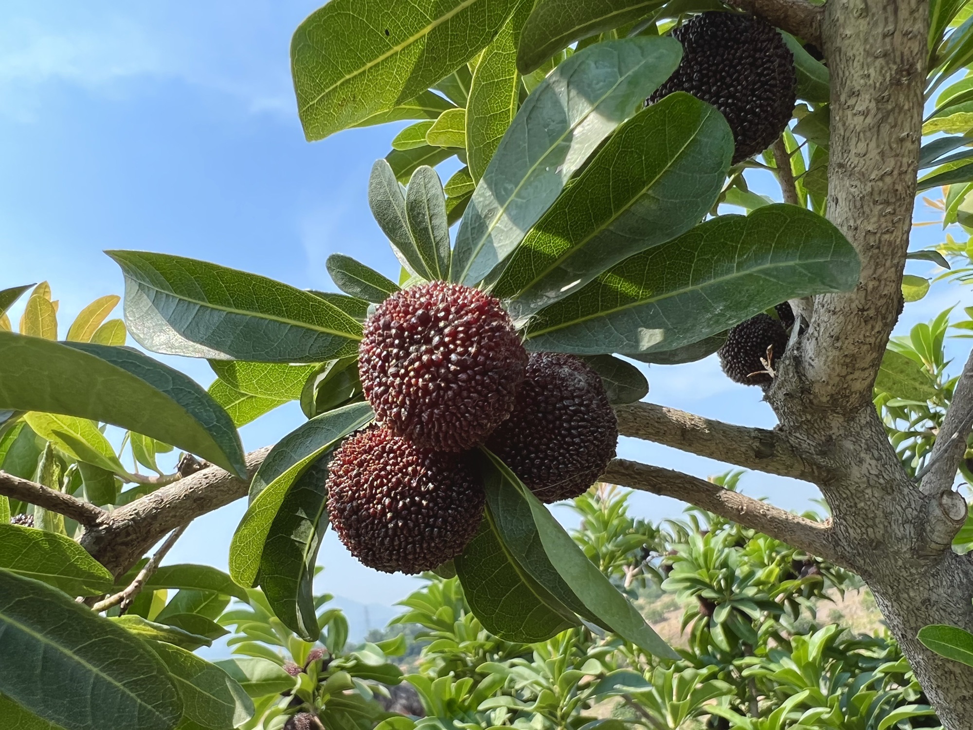 江苏省镇江市丹徒区高资镇张家庄杨梅园