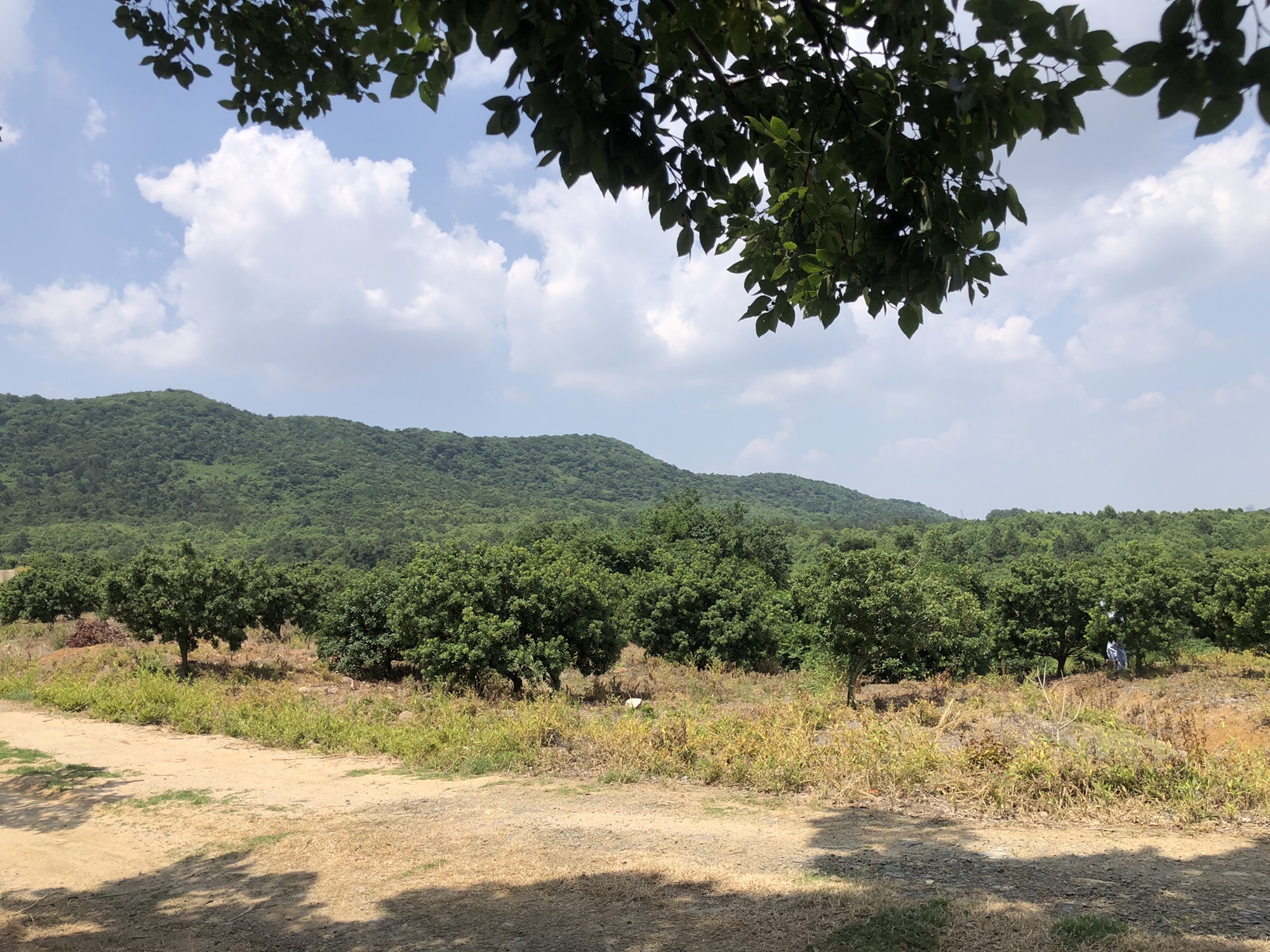 江苏省镇江市丹徒区高资镇张家庄杨梅园