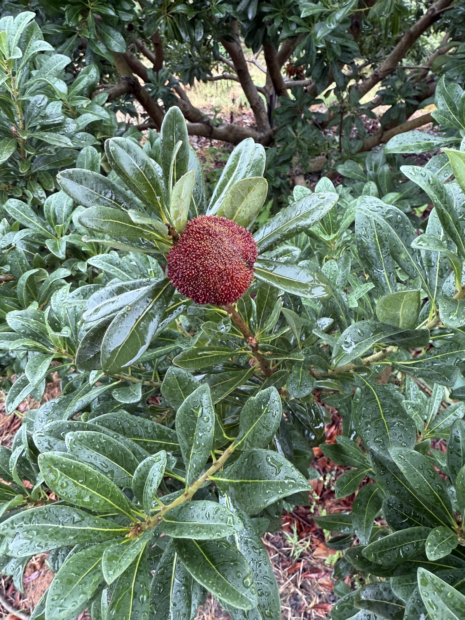 江苏省镇江市丹徒区高资镇张家庄杨梅园