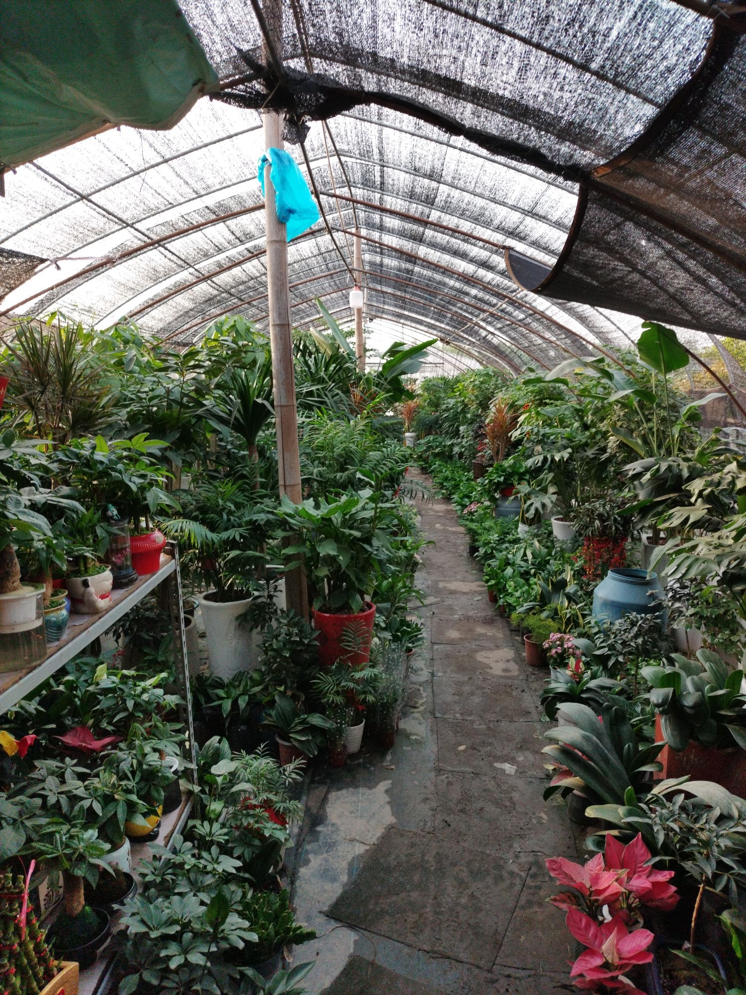 杭州生态花鸟市场花卉基地