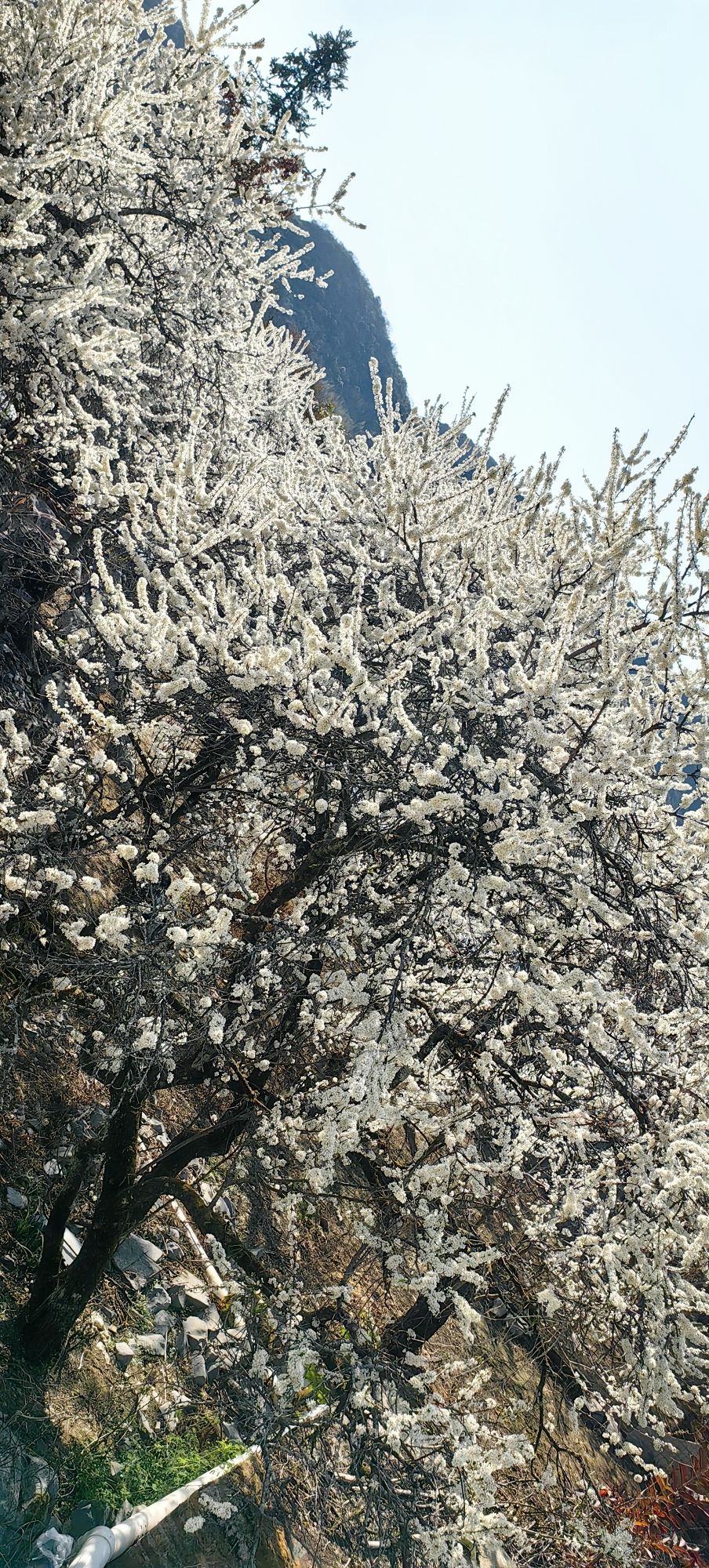 千亩李花基地旅行图片 2