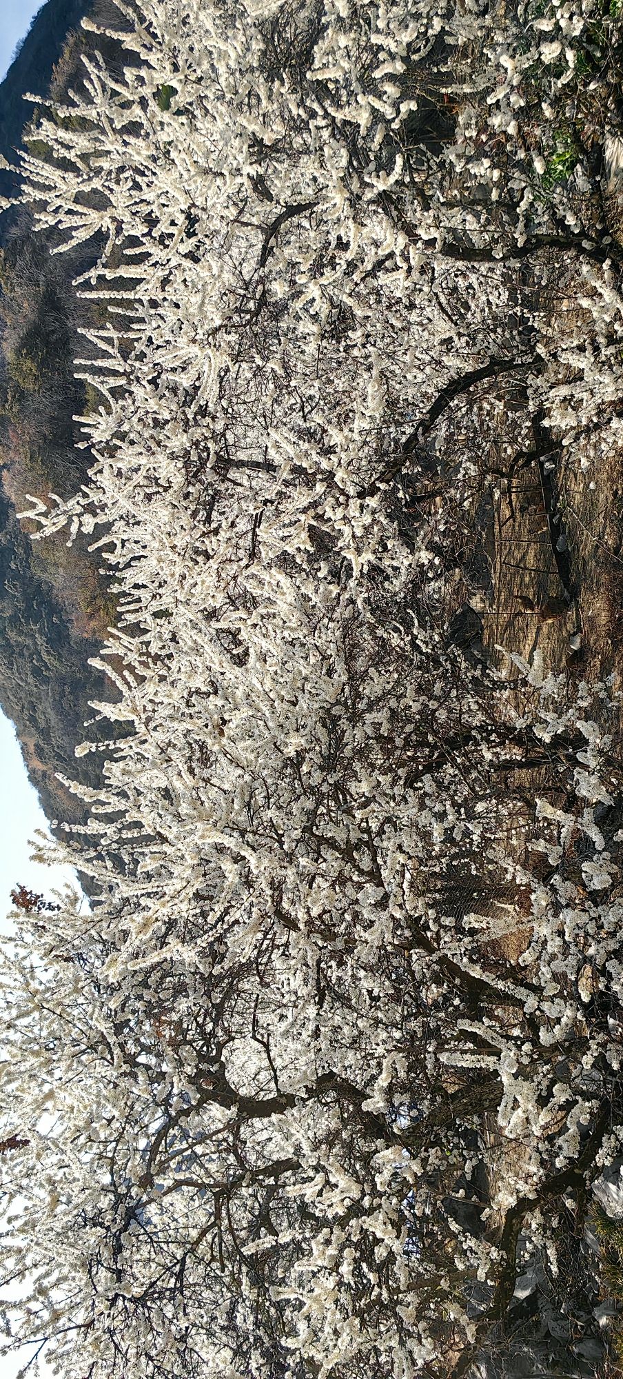 千亩李花基地旅行图片 3