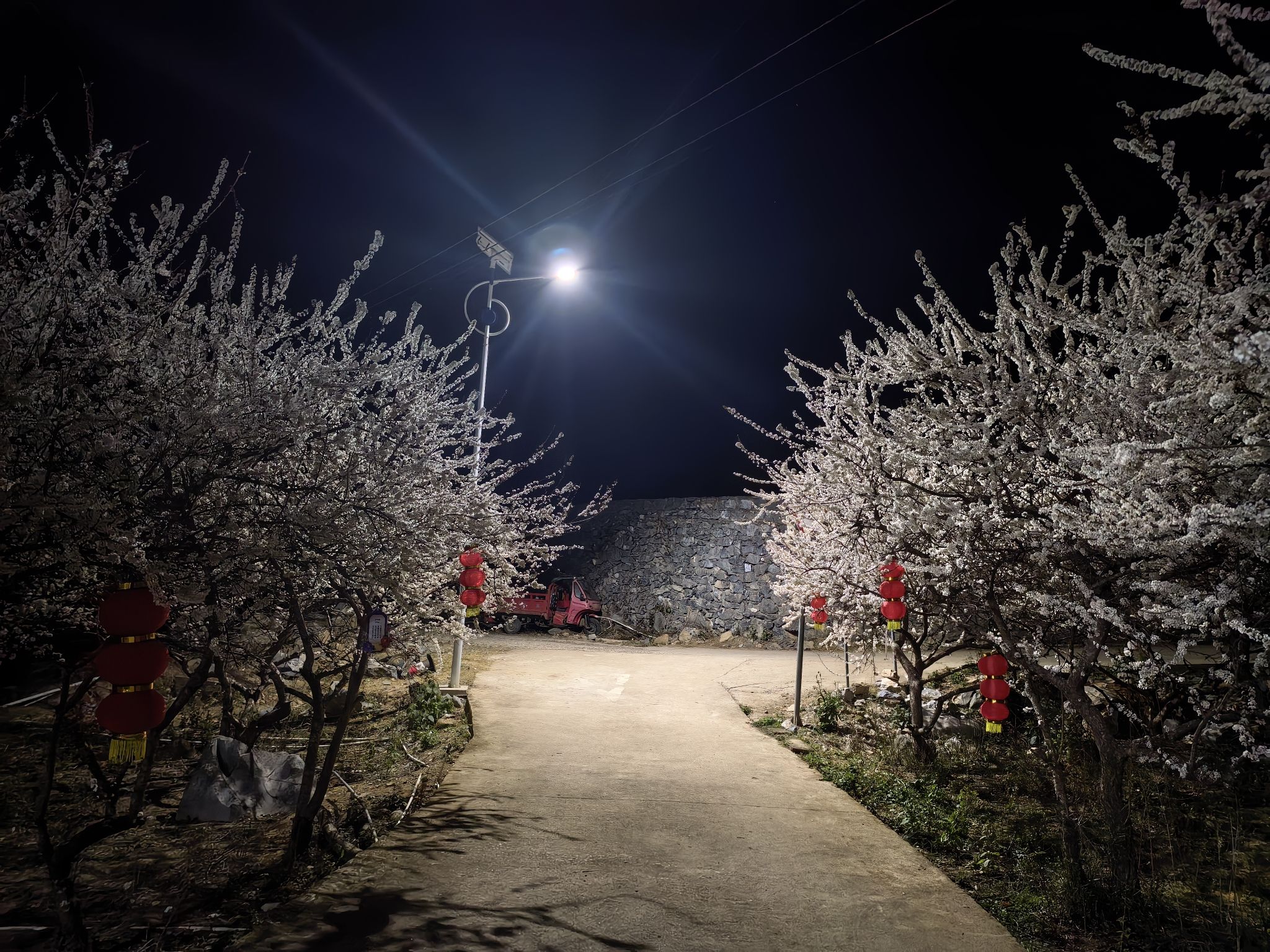 千亩李花基地旅行图片 2
