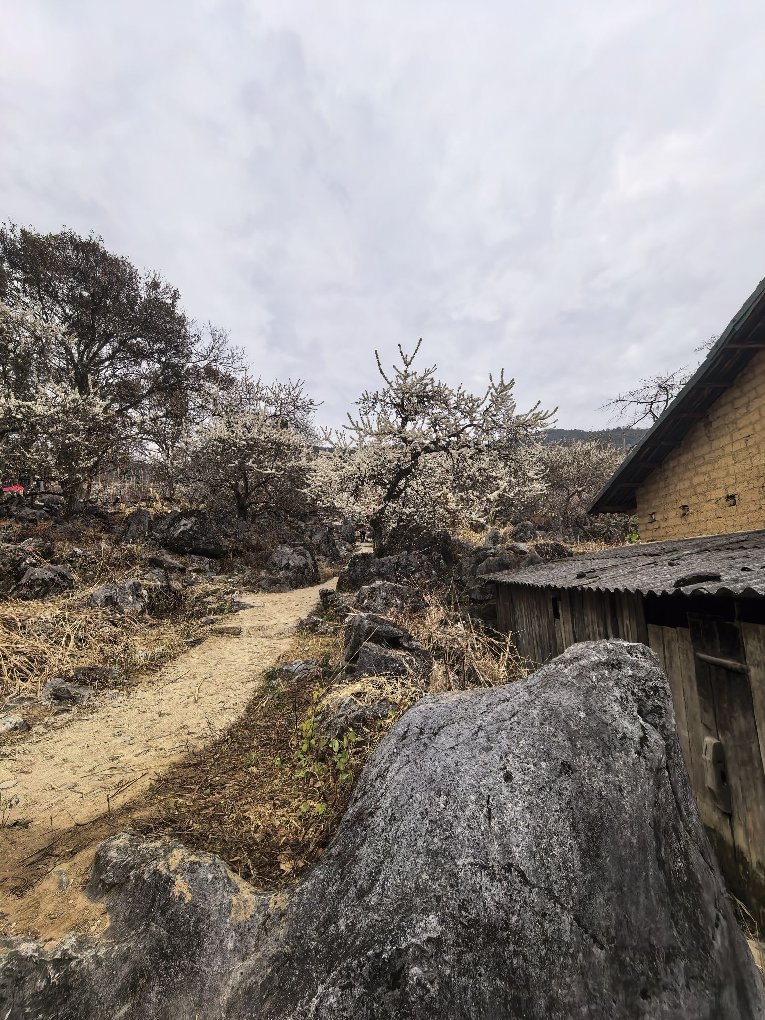 千亩李花基地旅行图片 1