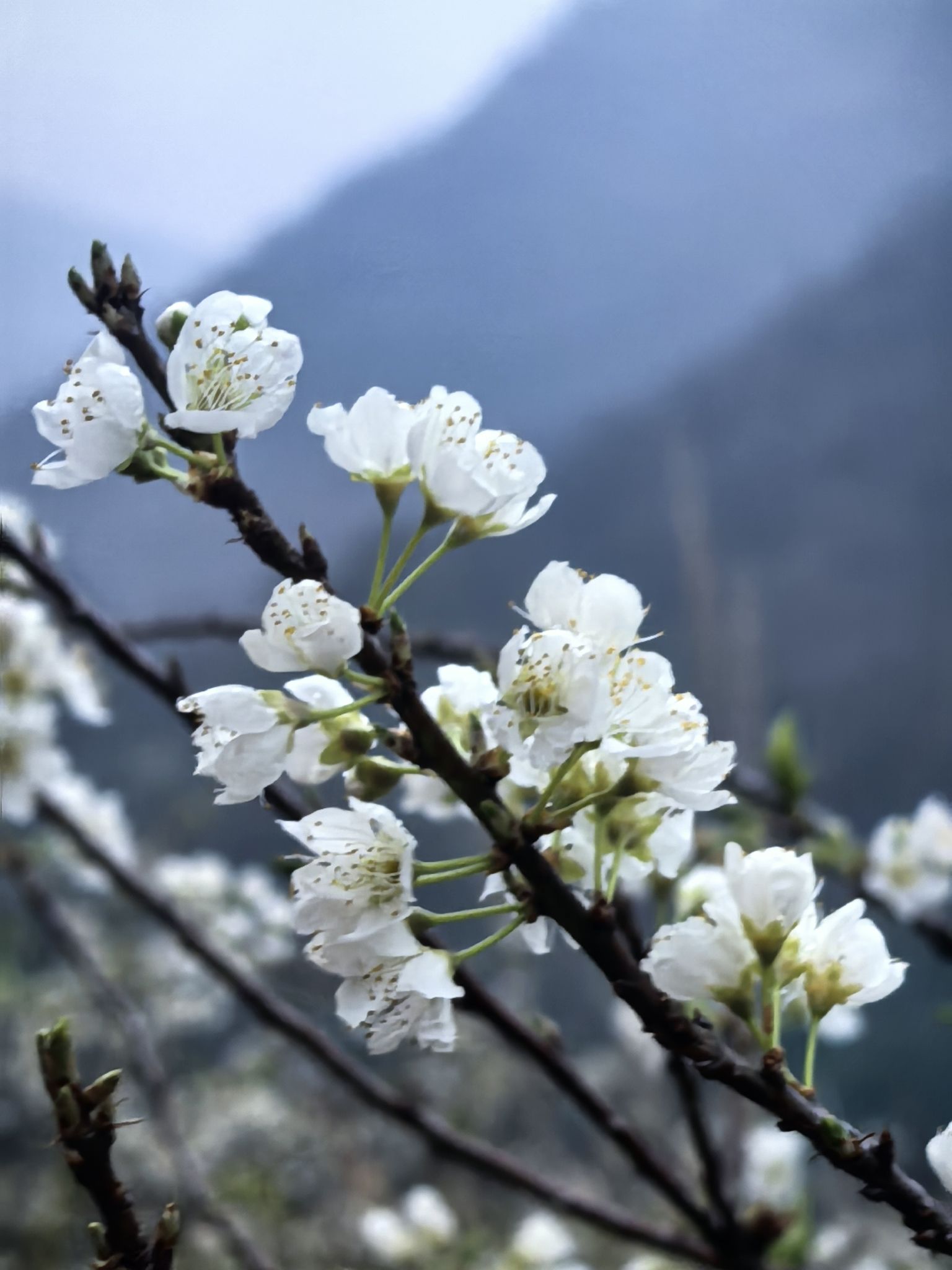 千亩李花基地旅行图片 1