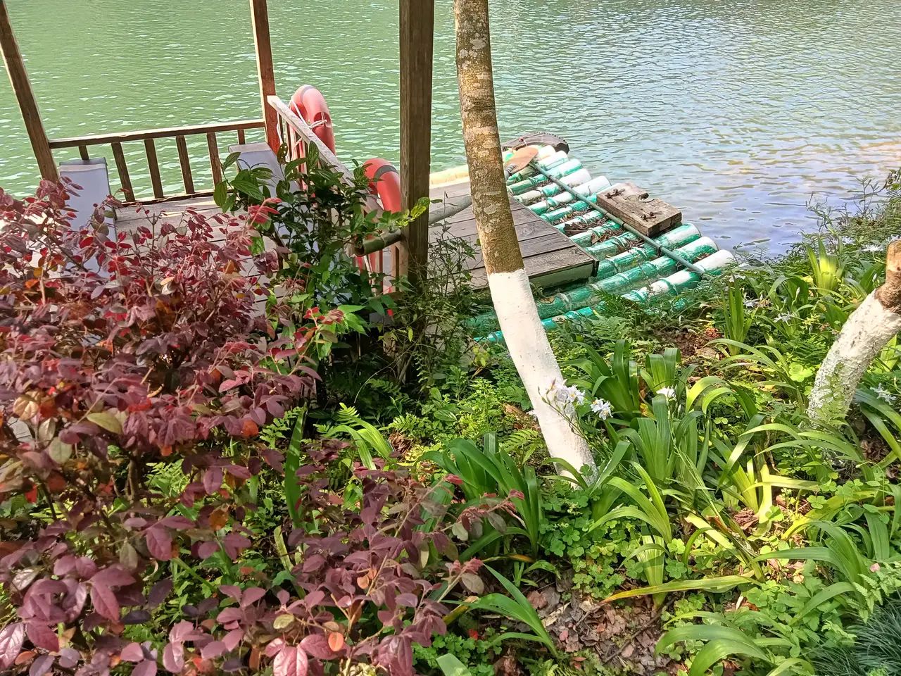 景源红树林旅行图片 2