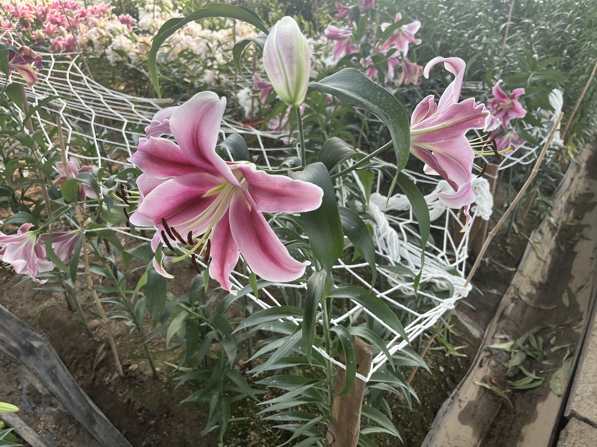 辉南百花谷旅行图片 3