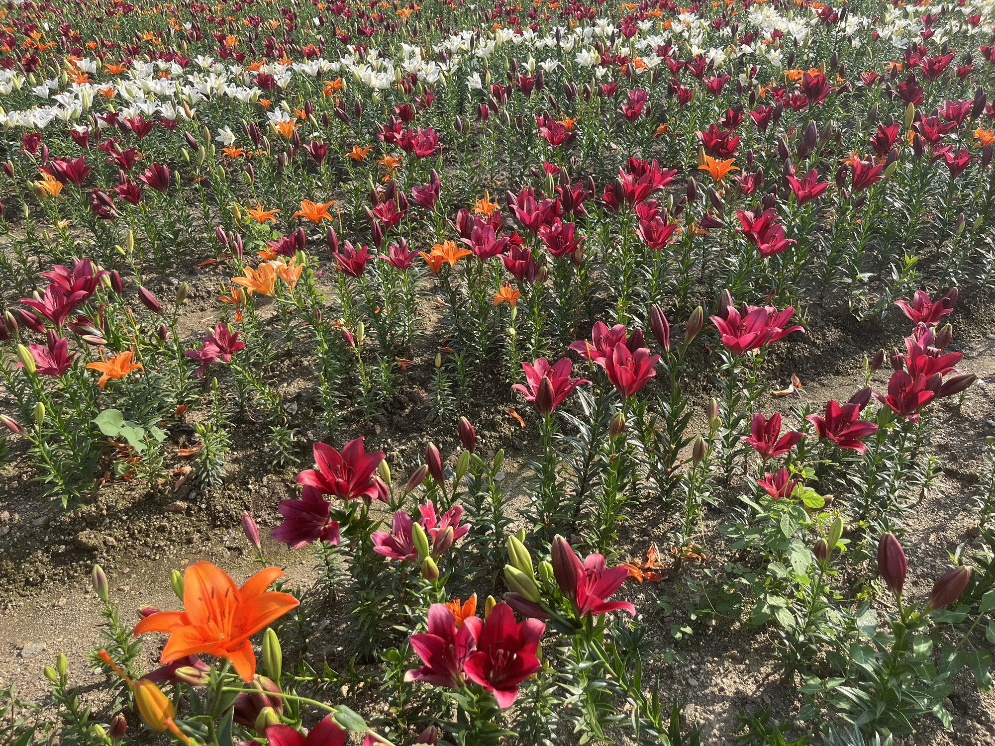 辉南百花谷旅行图片 2