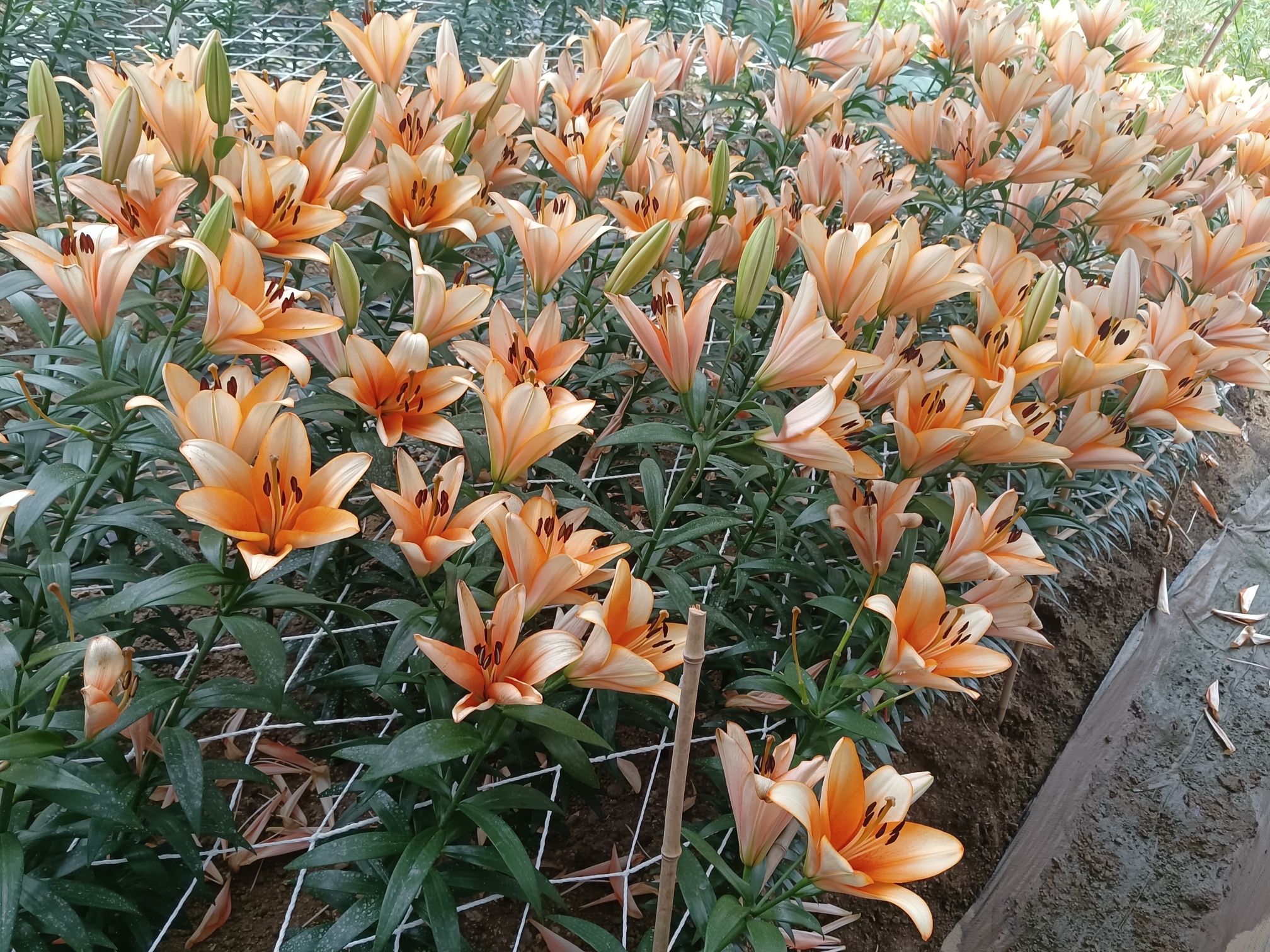 辉南百花谷旅行图片 3
