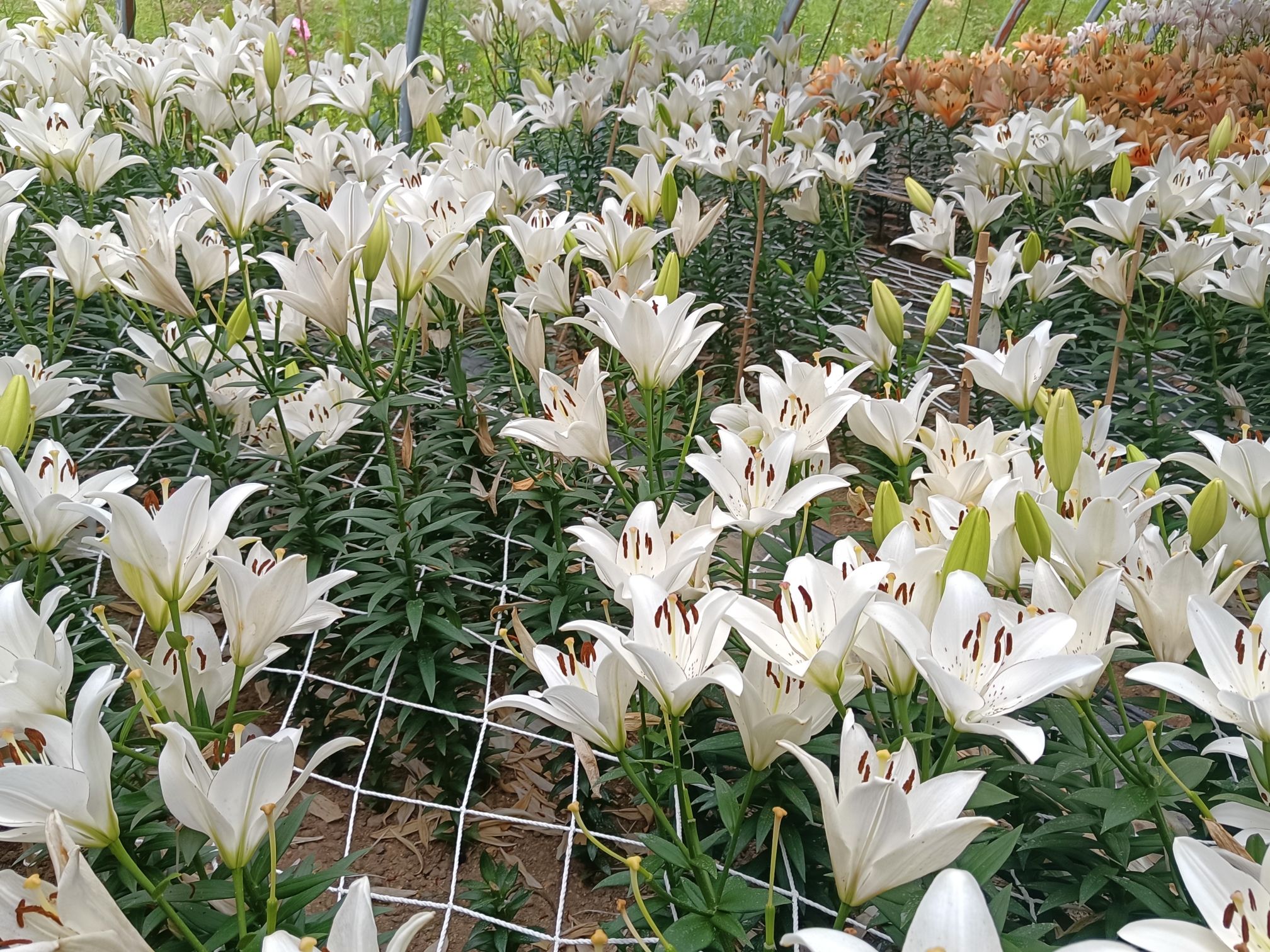 辉南百花谷旅行图片 2