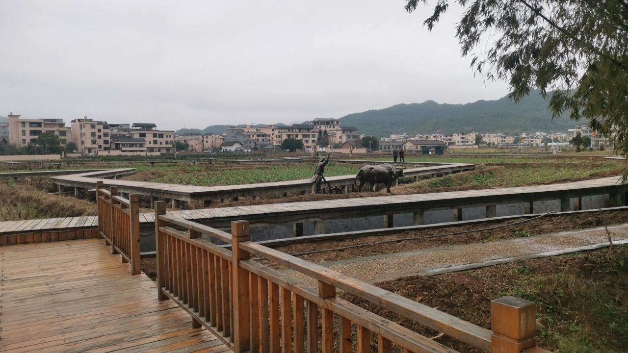 新里村稻鱼共生旅行图片 3