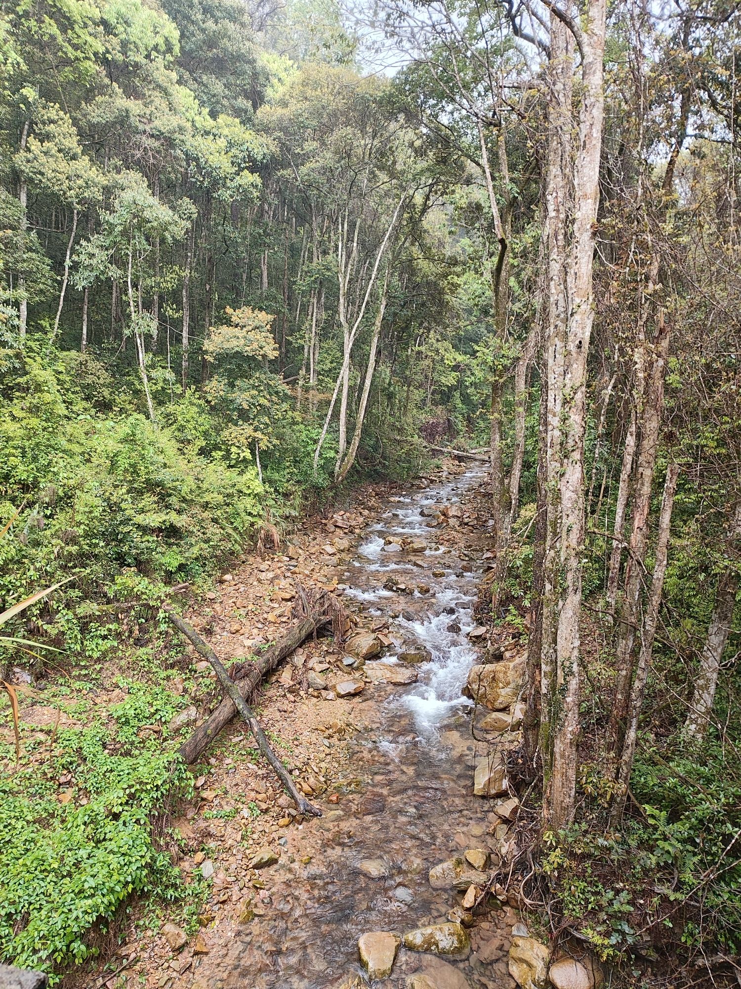 九连山国家森林公园旅行图片 2