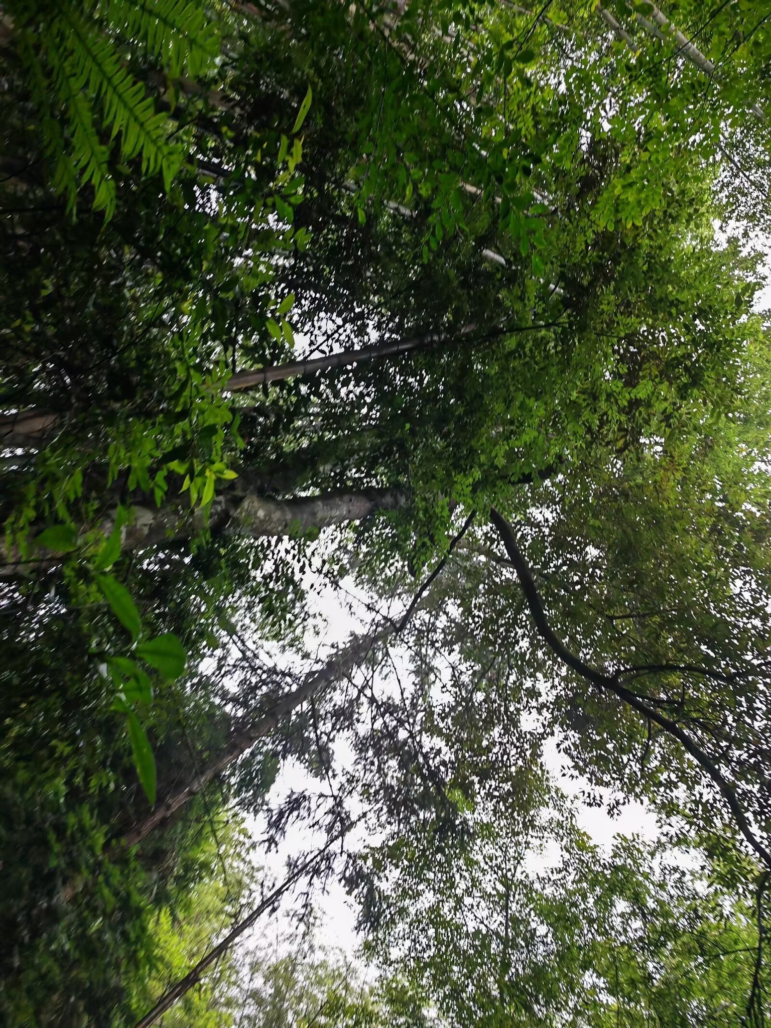 九连山国家森林公园旅行图片 3