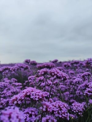 溪南十锦锦绣田园旅行图片 2