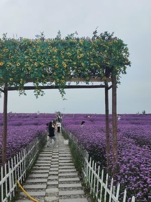 溪南十锦锦绣田园旅行图片 1