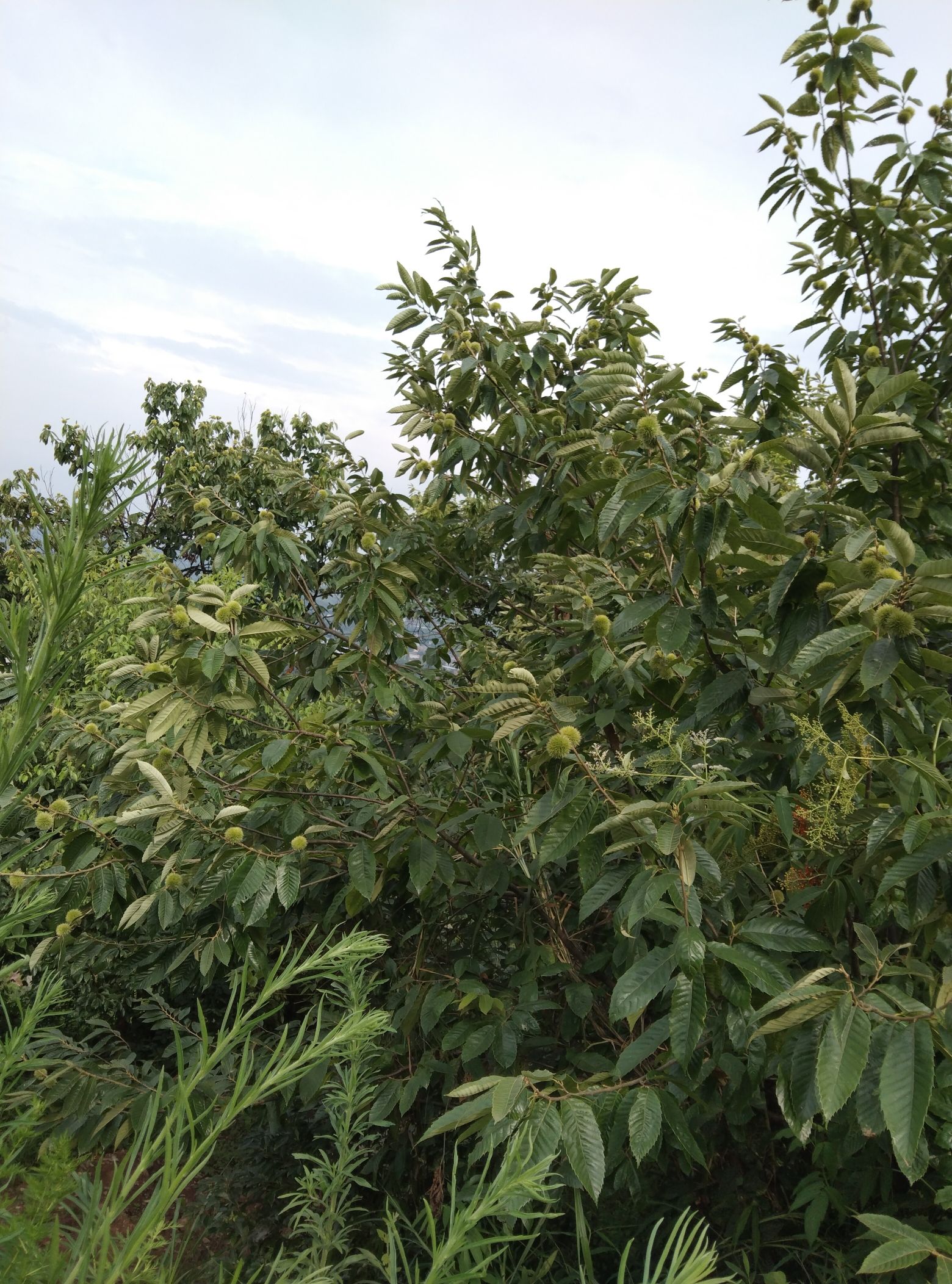 华阳山生态农业观光中心旅行图片 3