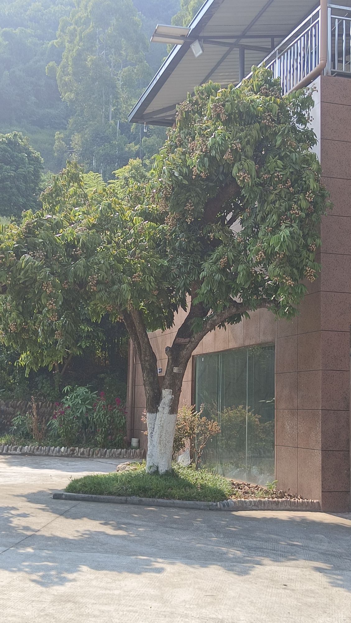 华阳山生态农业观光中心旅行图片 1