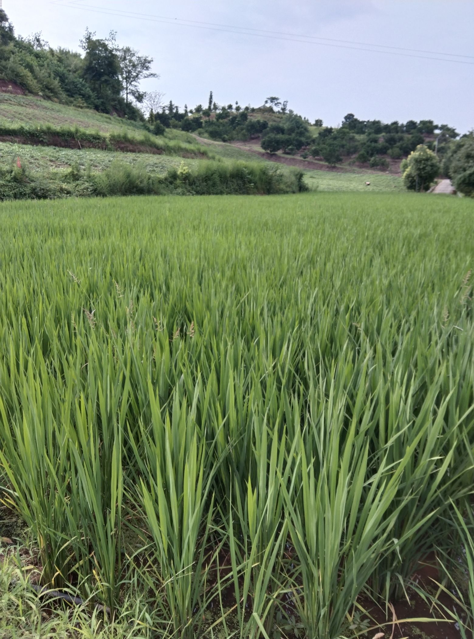 华阳山生态农业观光中心旅行图片 2