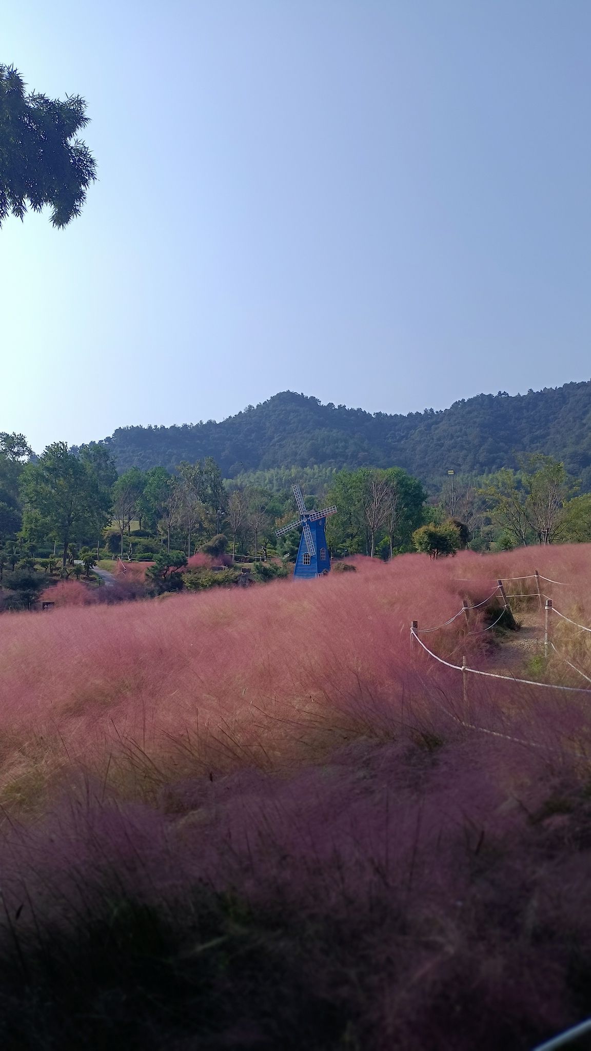 长兴四月天杜鹃花园旅行图片 3