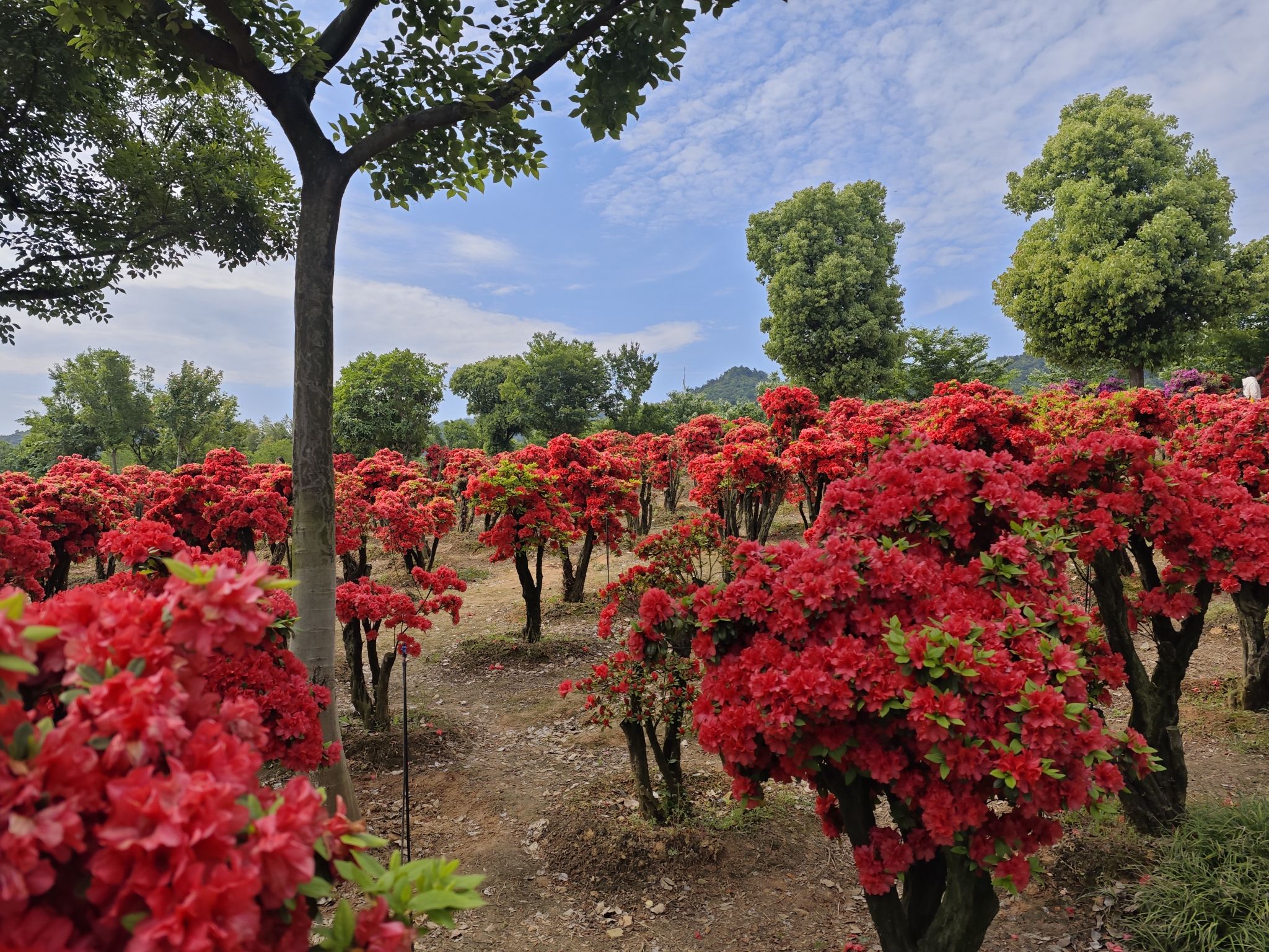 长兴四月天杜鹃花园旅行图片 2