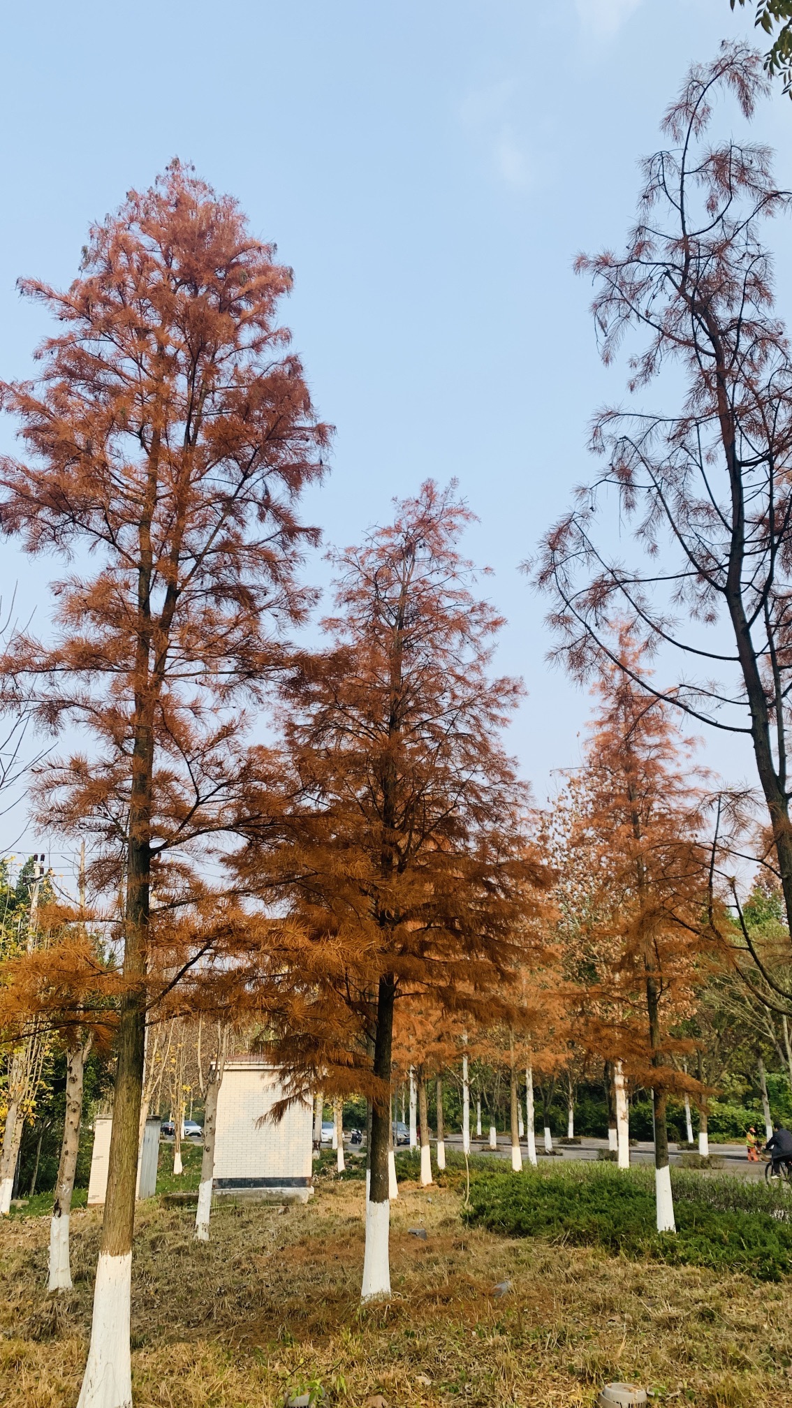金海湾滨江公园B区嘉陵广场旅行图片 3