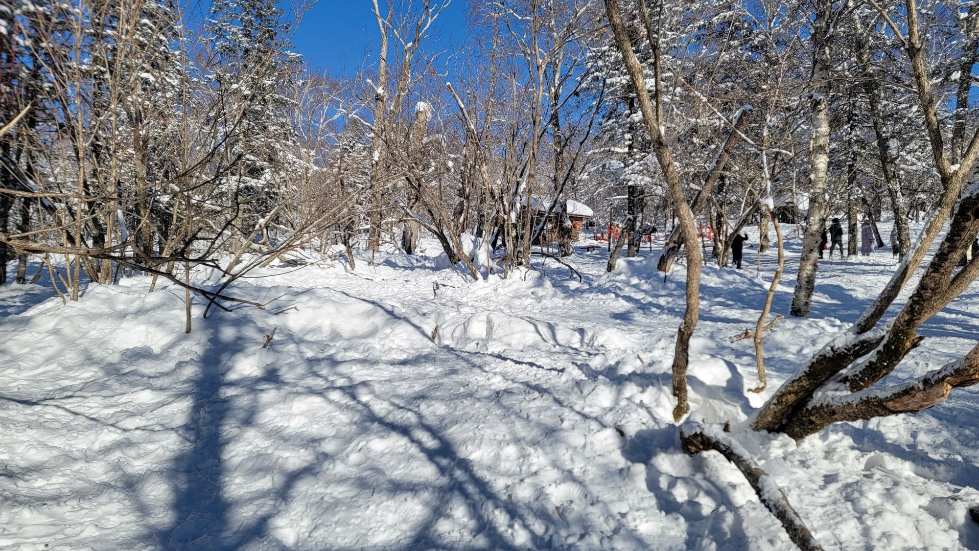 雪乡雾凇十里冰雪画廊旅行图片 3