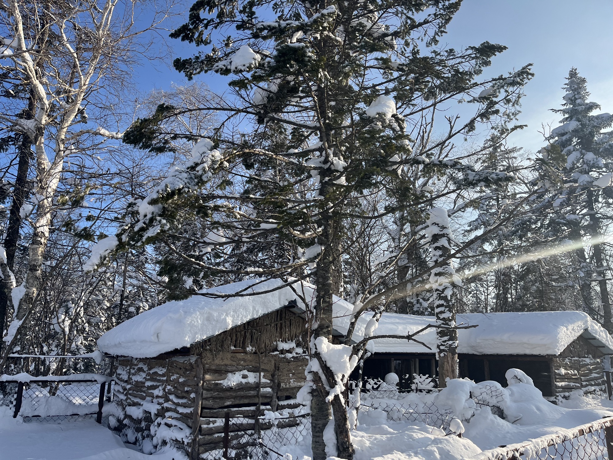 雪乡雾凇十里冰雪画廊旅行图片 1