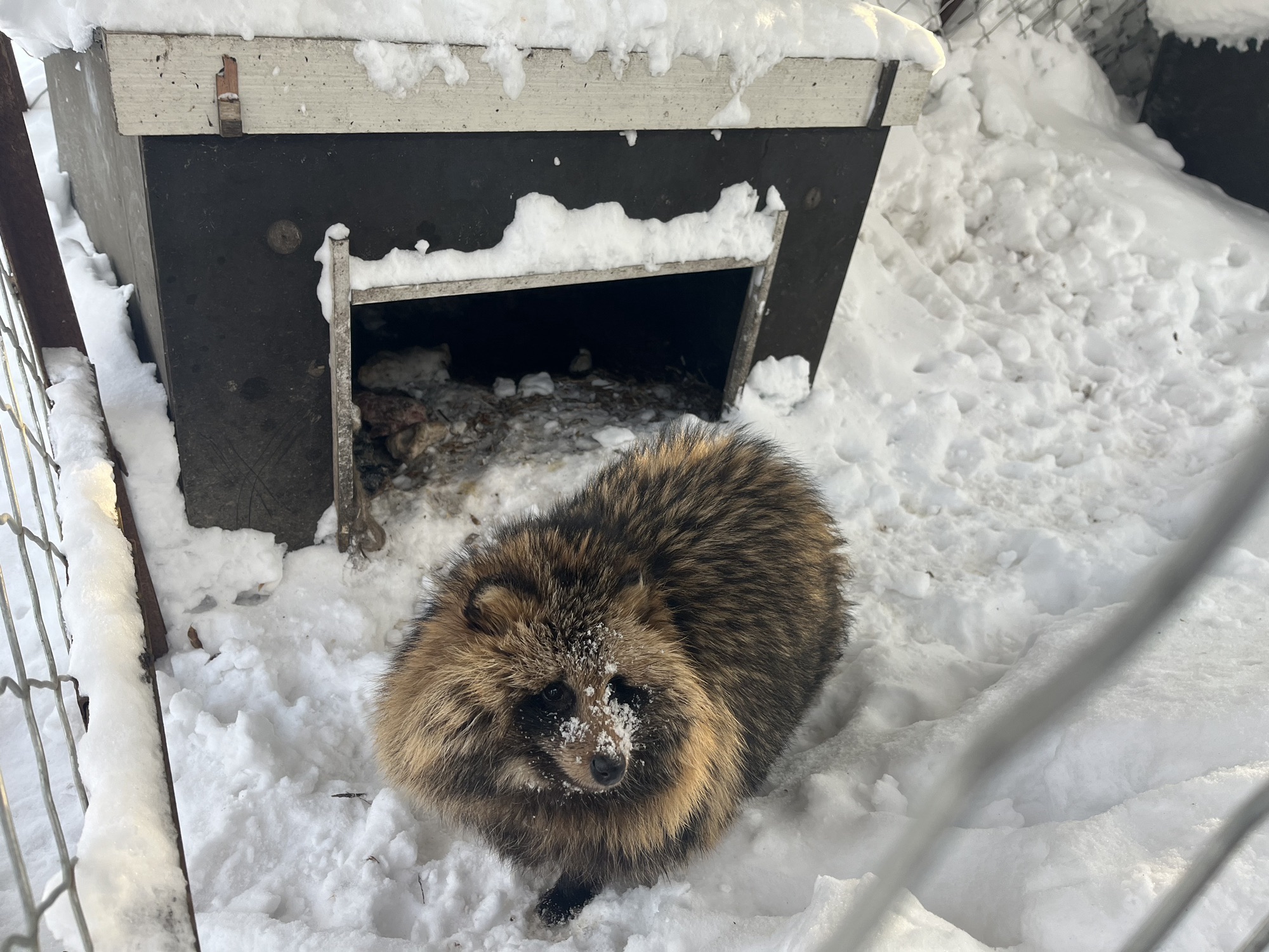雪乡雾凇十里冰雪画廊旅行图片 3