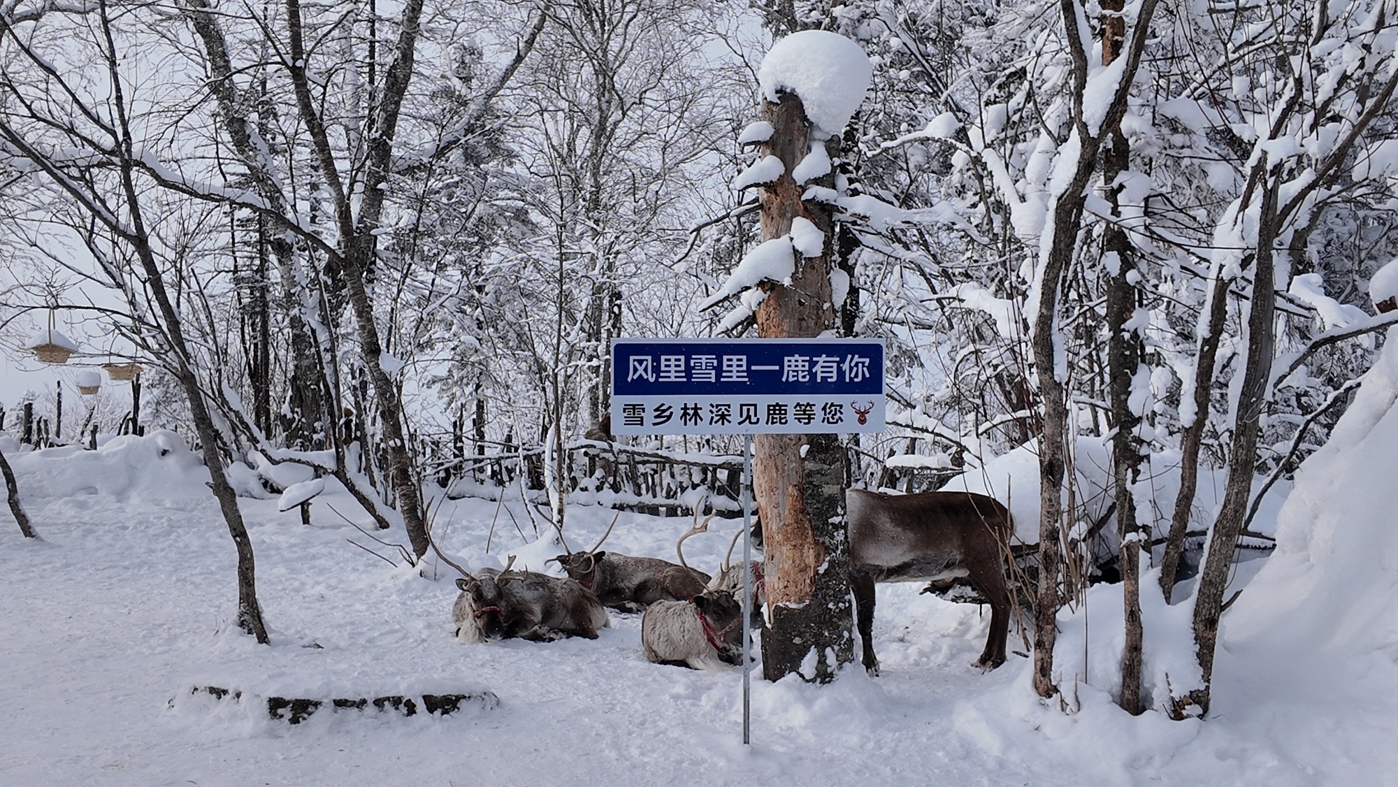 雪乡雾凇十里冰雪画廊旅行图片 1