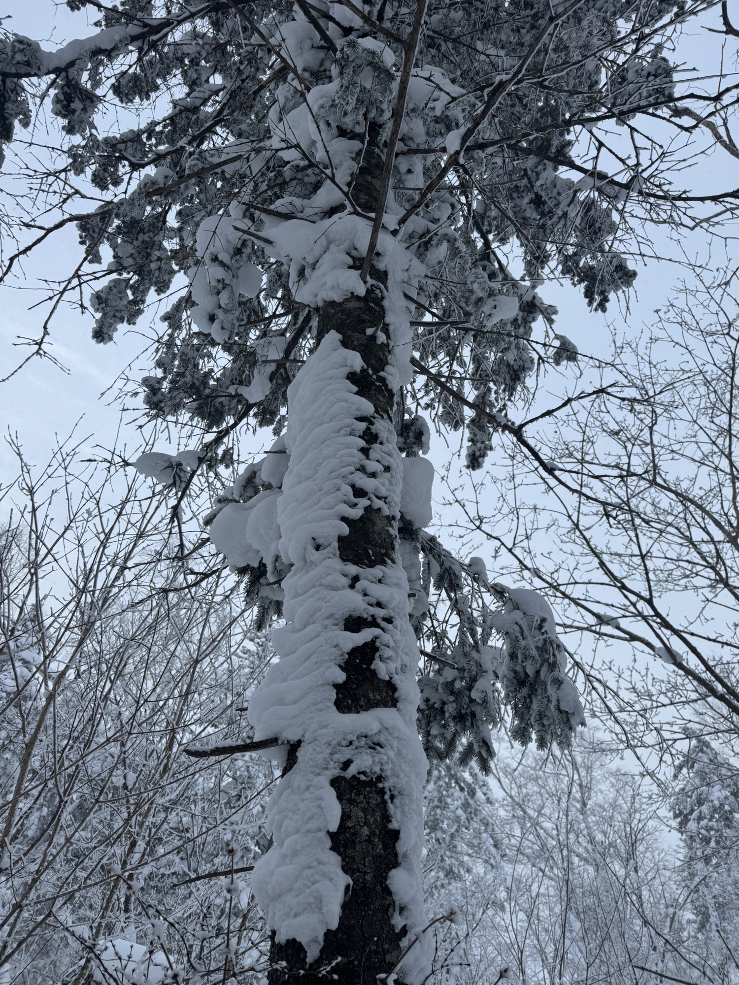 雪乡雾凇十里冰雪画廊旅行图片 3