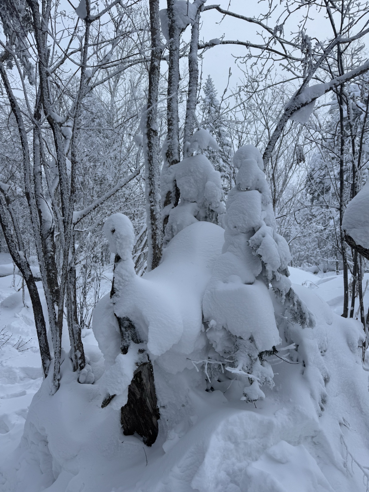 雪乡雾凇十里冰雪画廊旅行图片 2