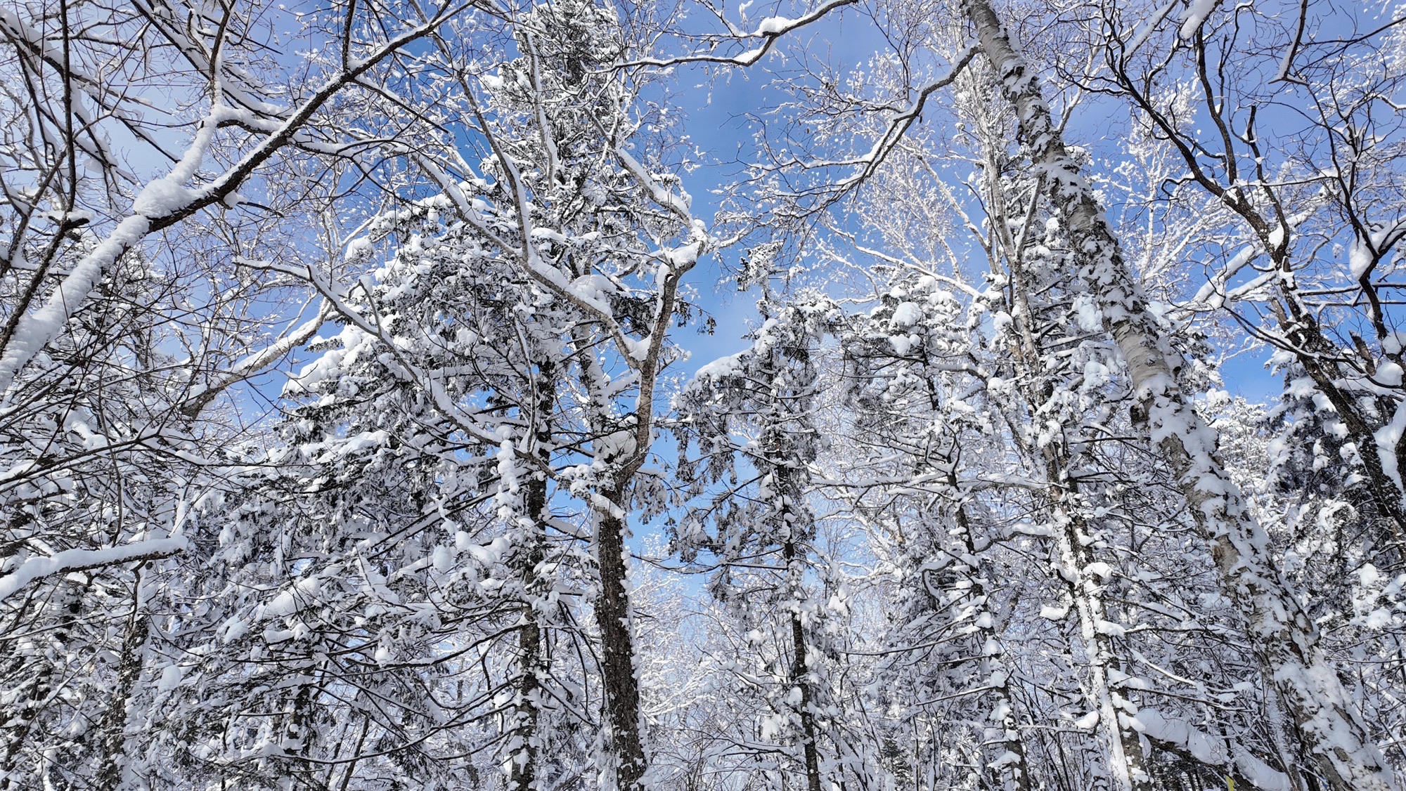 雪乡雾凇十里冰雪画廊旅行图片 2