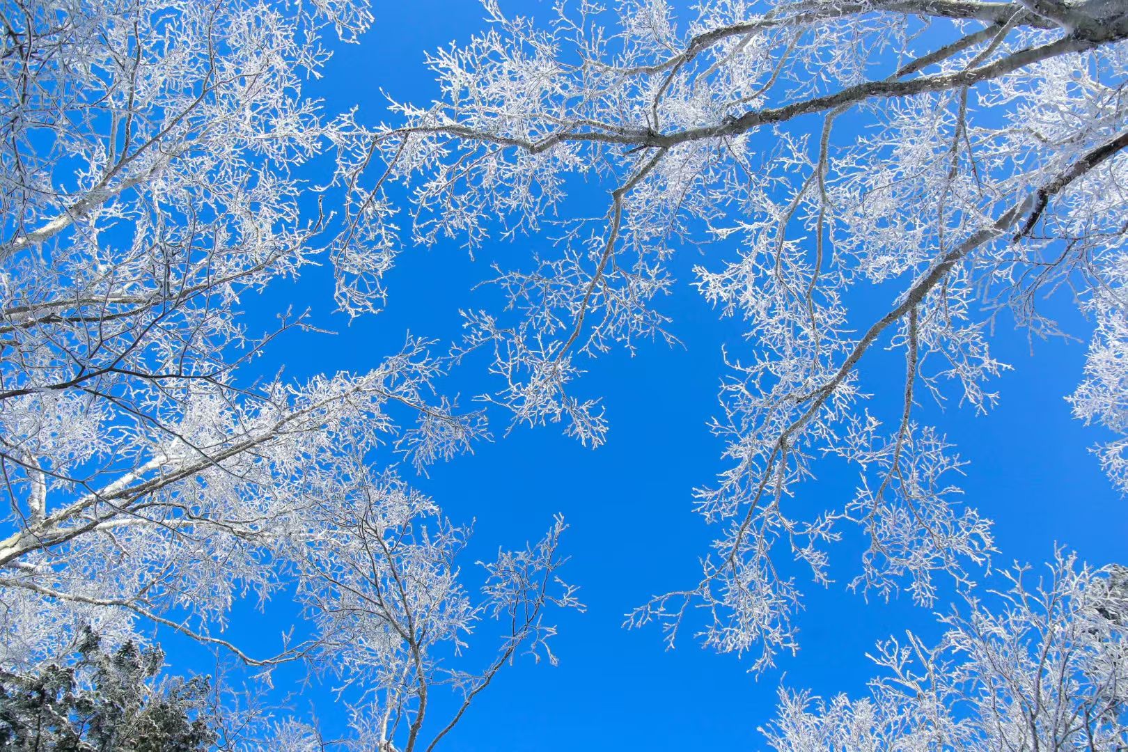 雪乡雾凇十里冰雪画廊旅行图片 3