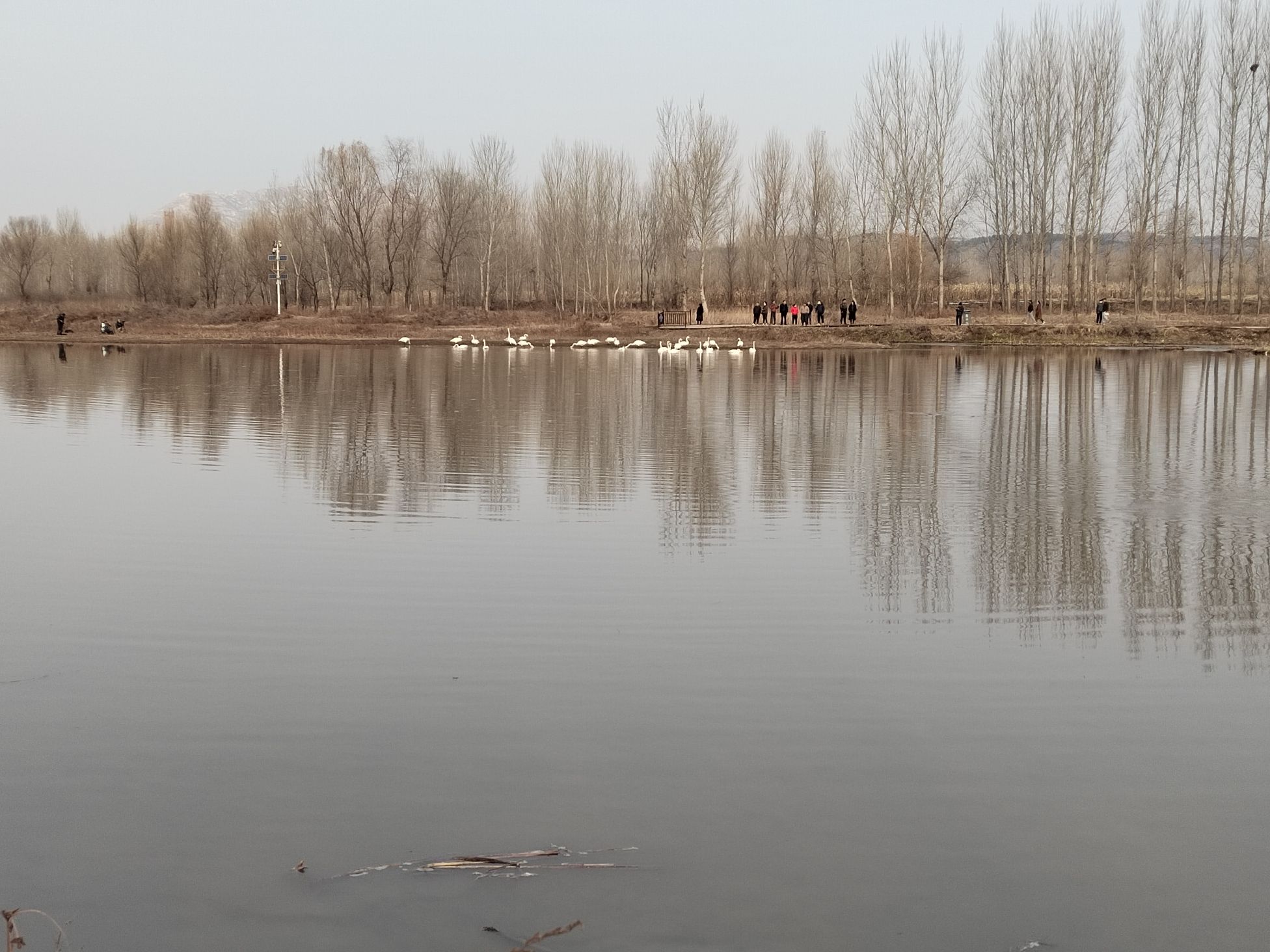 牤牛营天鹅驿站旅行图片 2