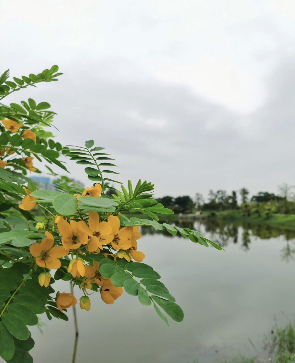 江湾公园旅行图片 2