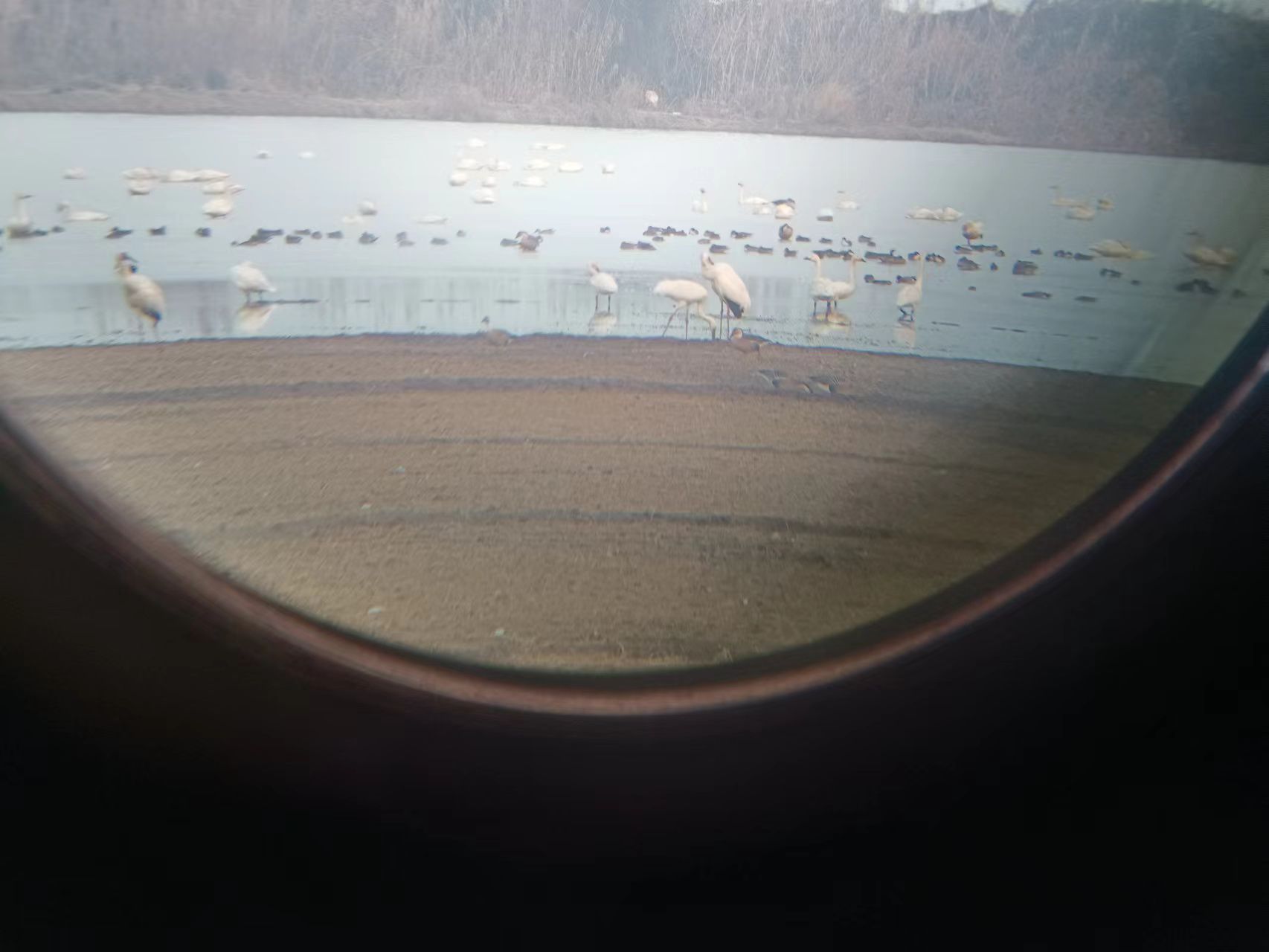 白鹤洲旅行图片 1