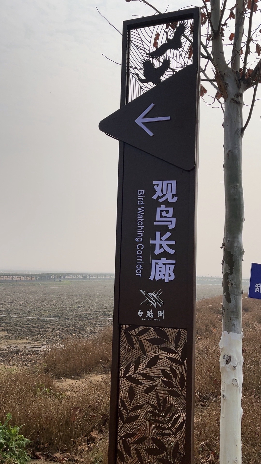 白鹤洲旅行图片 3