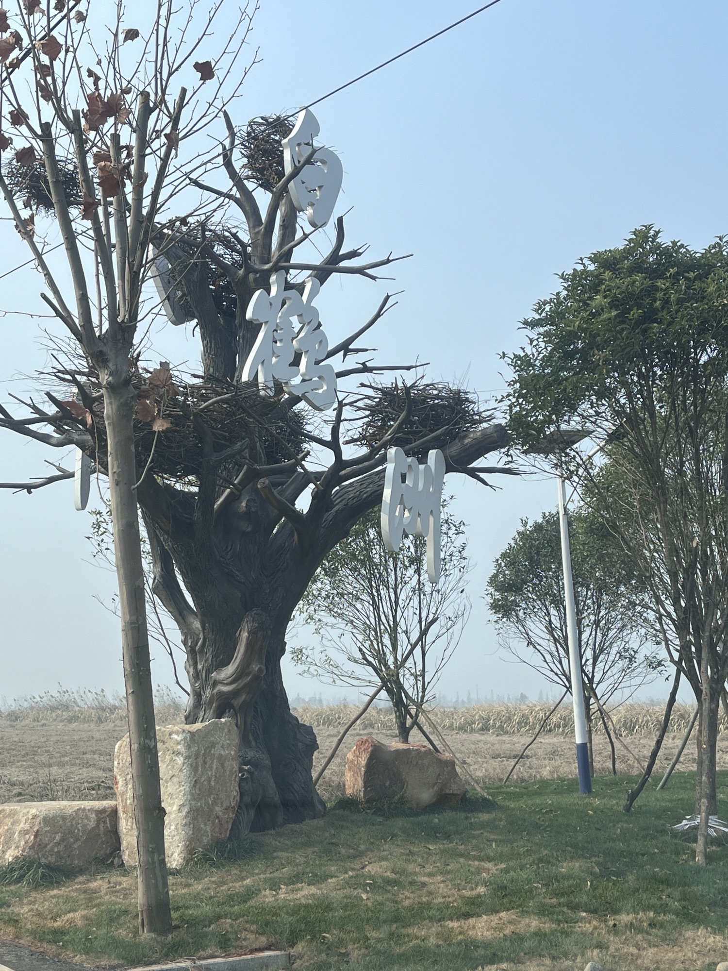 白鹤洲旅行图片 2